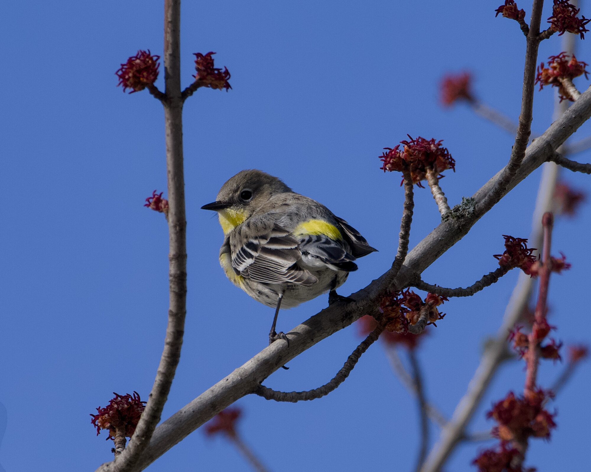 A male Yellow-rumped Warbler is on a branch with its back to me but looking camera left, allowing me to see both its yellow rump and yellow throat. There are very new reddish flower buds around, and a solid blue sky