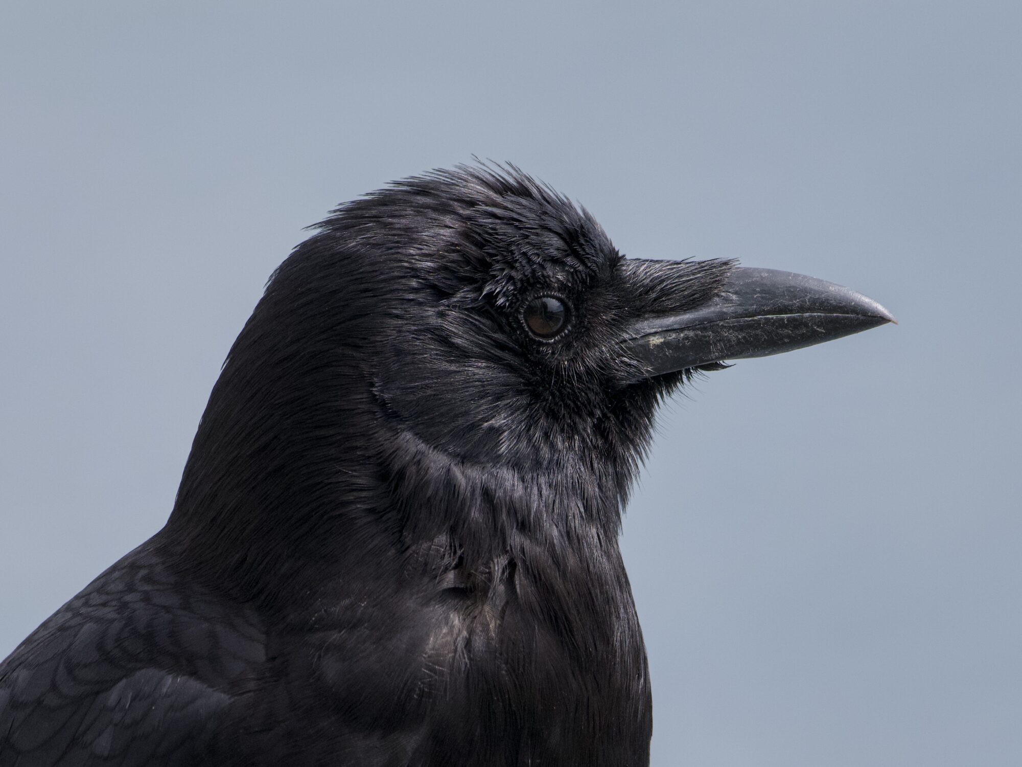Closeup of a crow's head and upper chest in profile, showing every little ruffle and detail. Background is bluish-grey