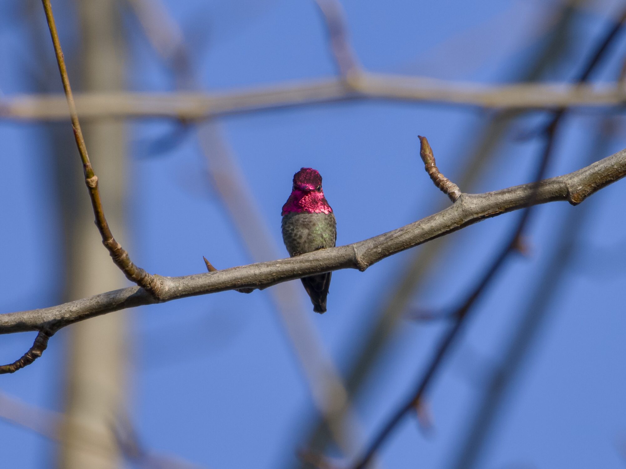 A male Anna's Hummingbird up in a tree