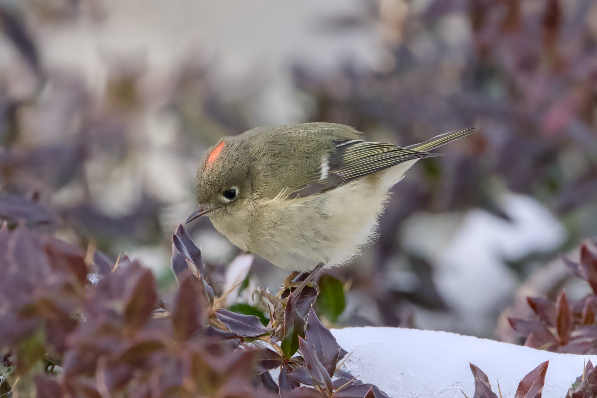 A Ruby-crowned Kinglet is sitting on a bush with stuff reddish leaves, closely examining one of the leaves. A bit of its red crest is visible. There is snow in the background.