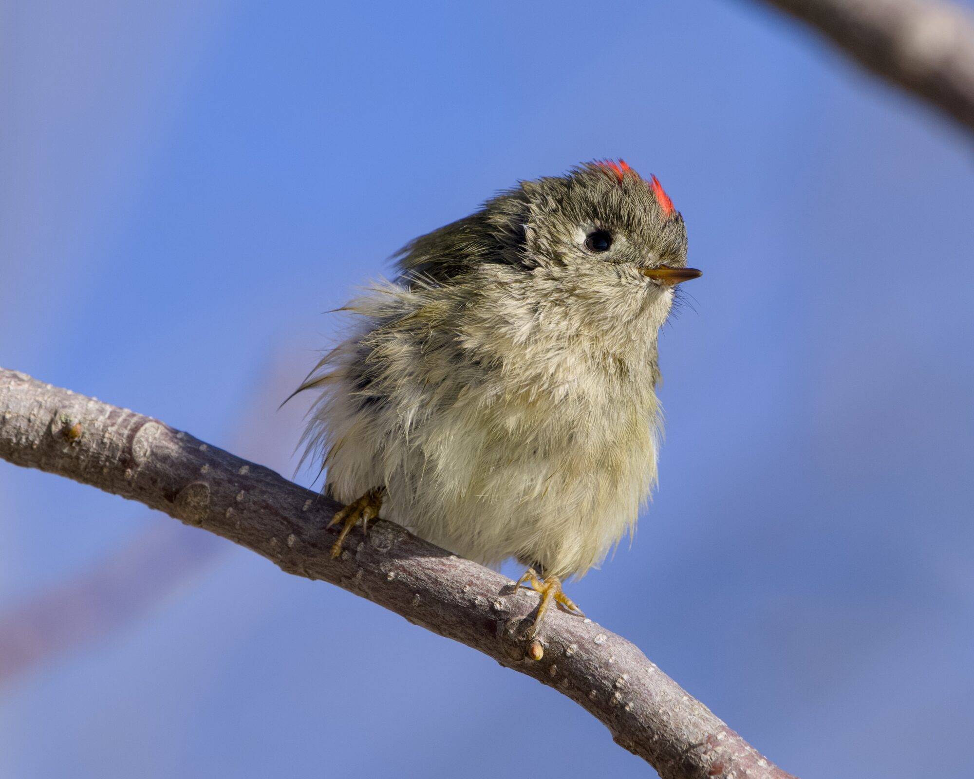 A male Ruby-crowned Kinglet up in a tree, somewhat disheveled from being wet. Background is solid blue sky