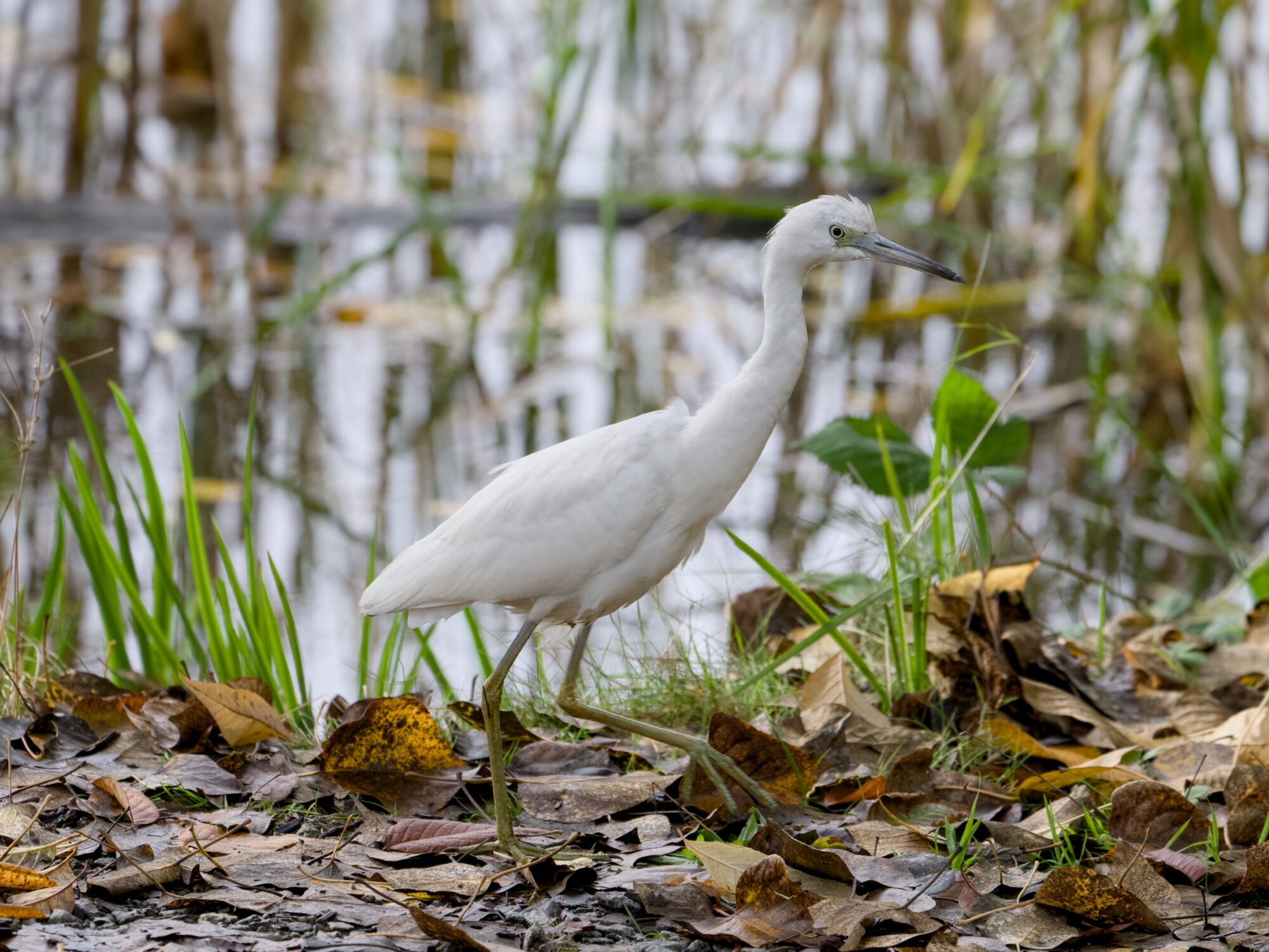 A juvenile Little Blue Heron (all in white) is walking at the edge of marshy shallow water, surrounded by green reeds