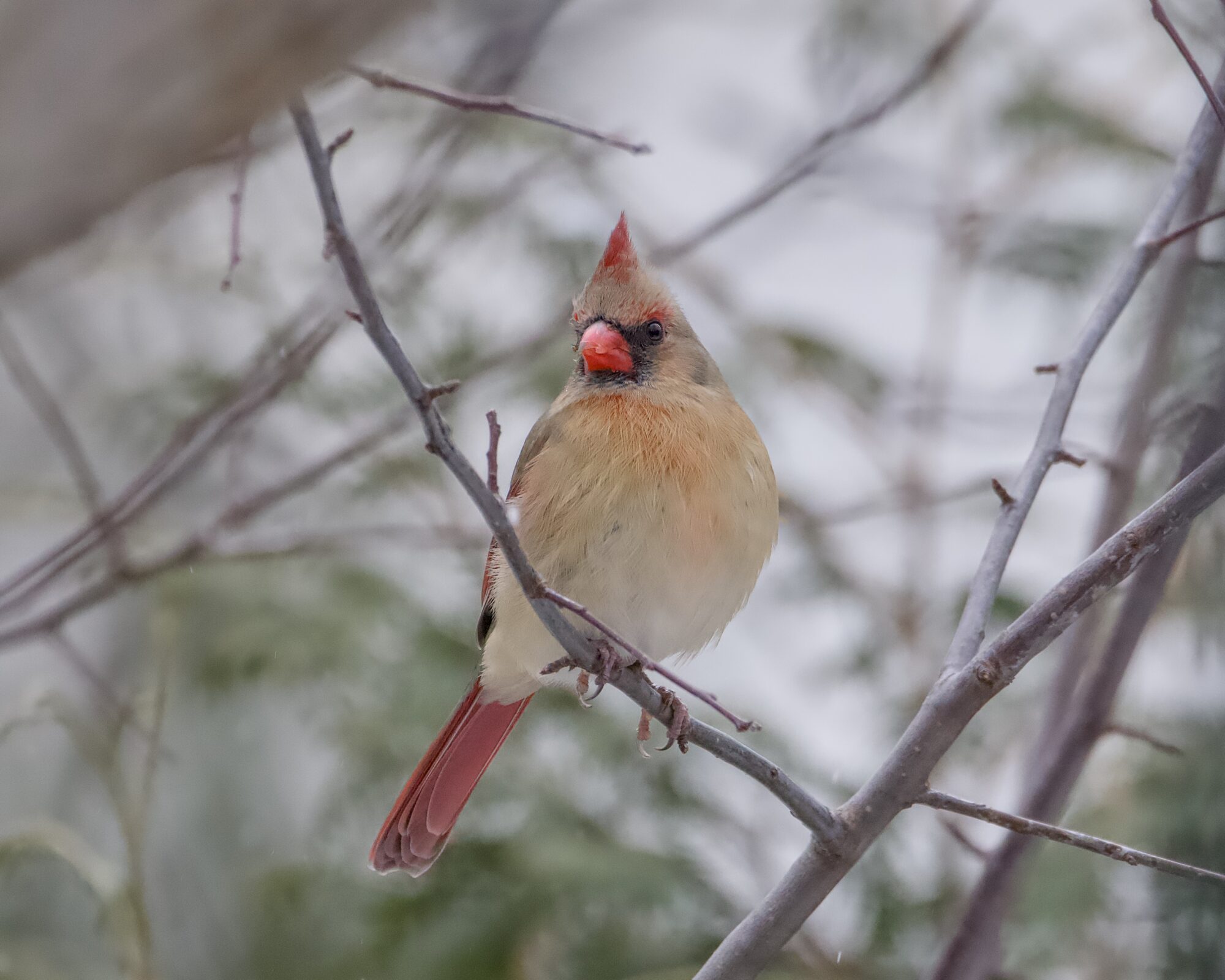 A female Northern Cardinal in a tree, looking fabulously in my general direction. In the background are snowy evergreens