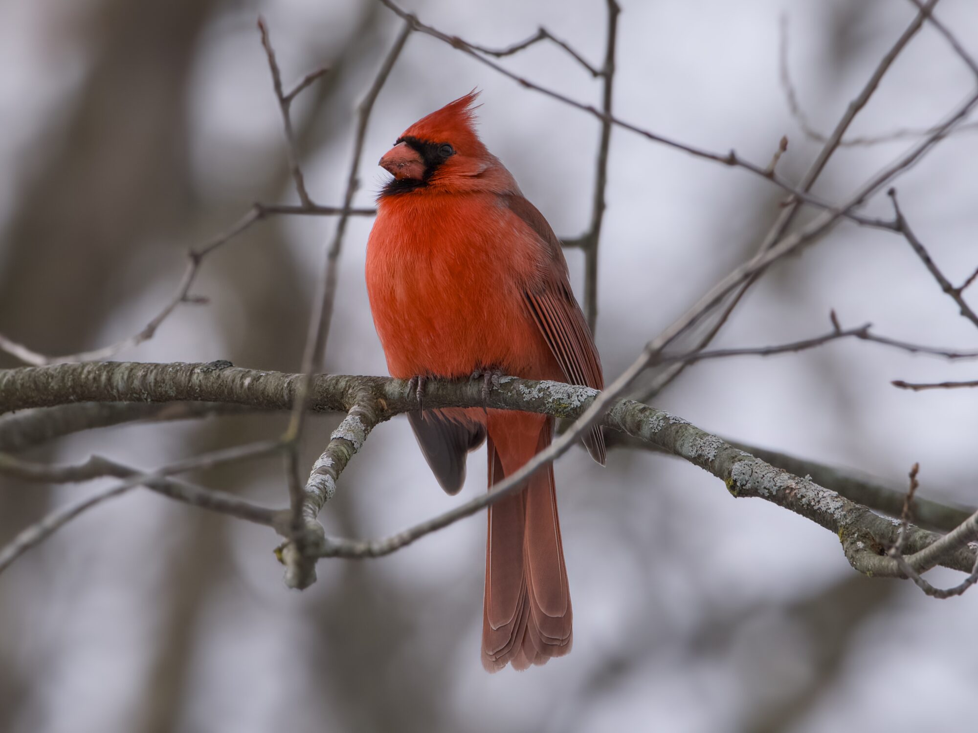 A male Northern Cardinal on a branch, surrounded by bare branches and grey snow