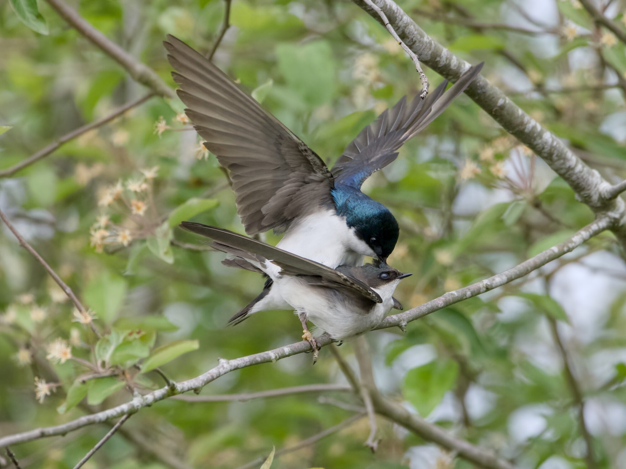 A Tree Swallow couple mating on a branch. The male is either scratching the back of his partner's head, or poking her hard