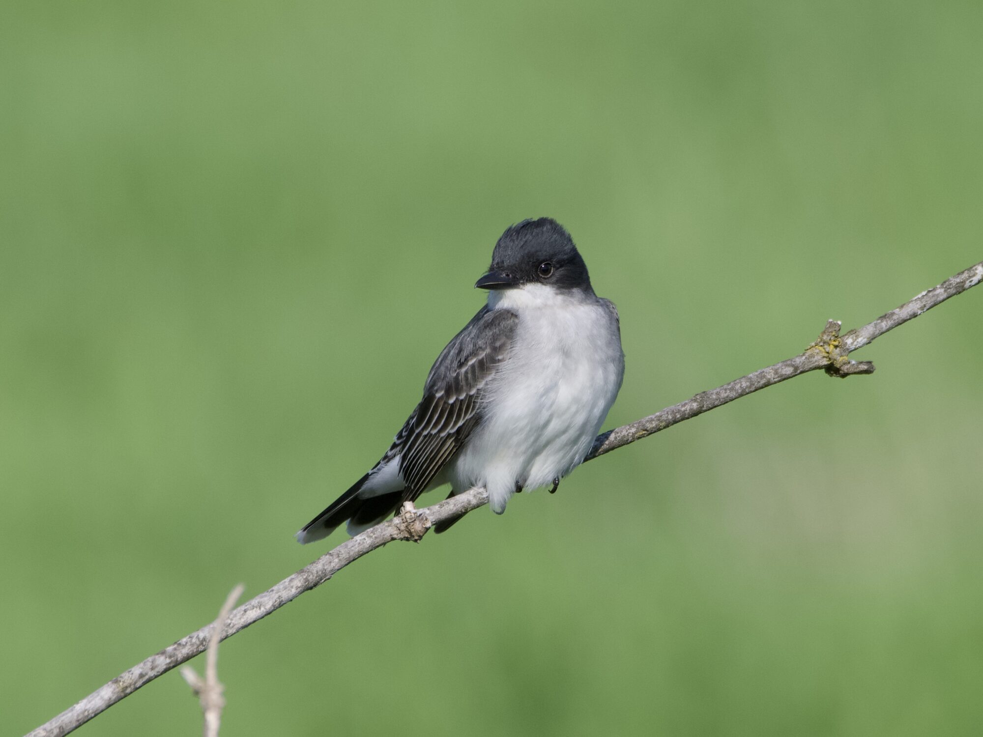 An Eastern Kingbird sitting on a branch, body mostly facing me and head turned camera left. Background is grass green