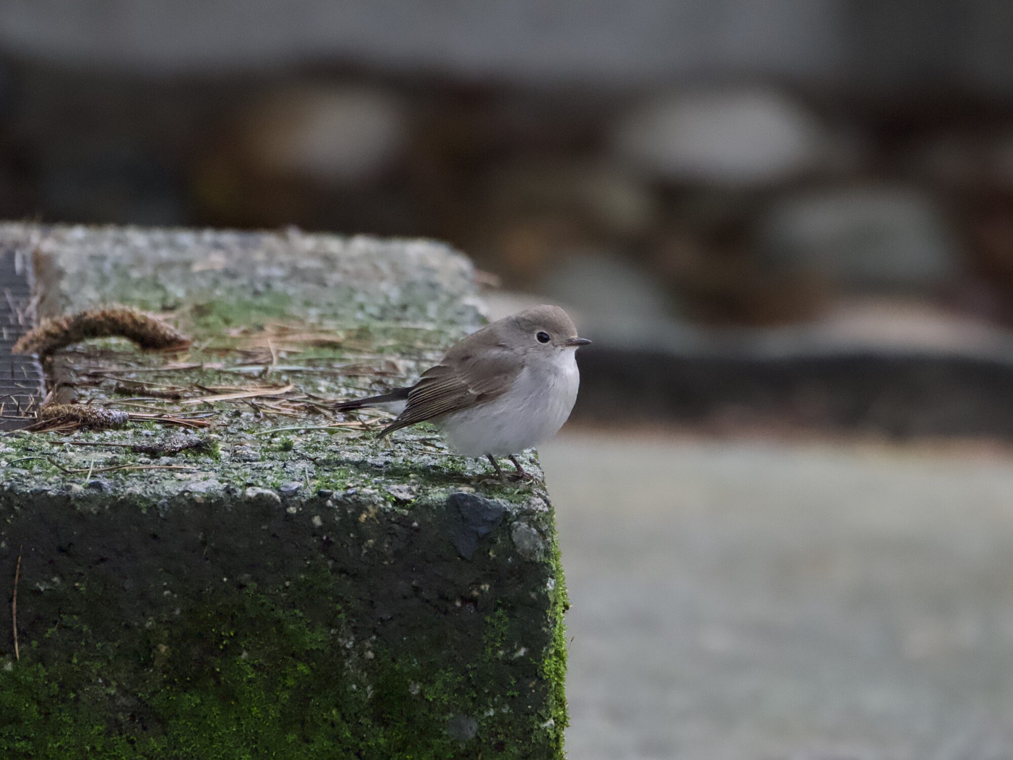 A Taiga Flycatcher -- a little light brown bird with a paler belly, white butt and mostly black tail -- is standing at the edge of a concrete block