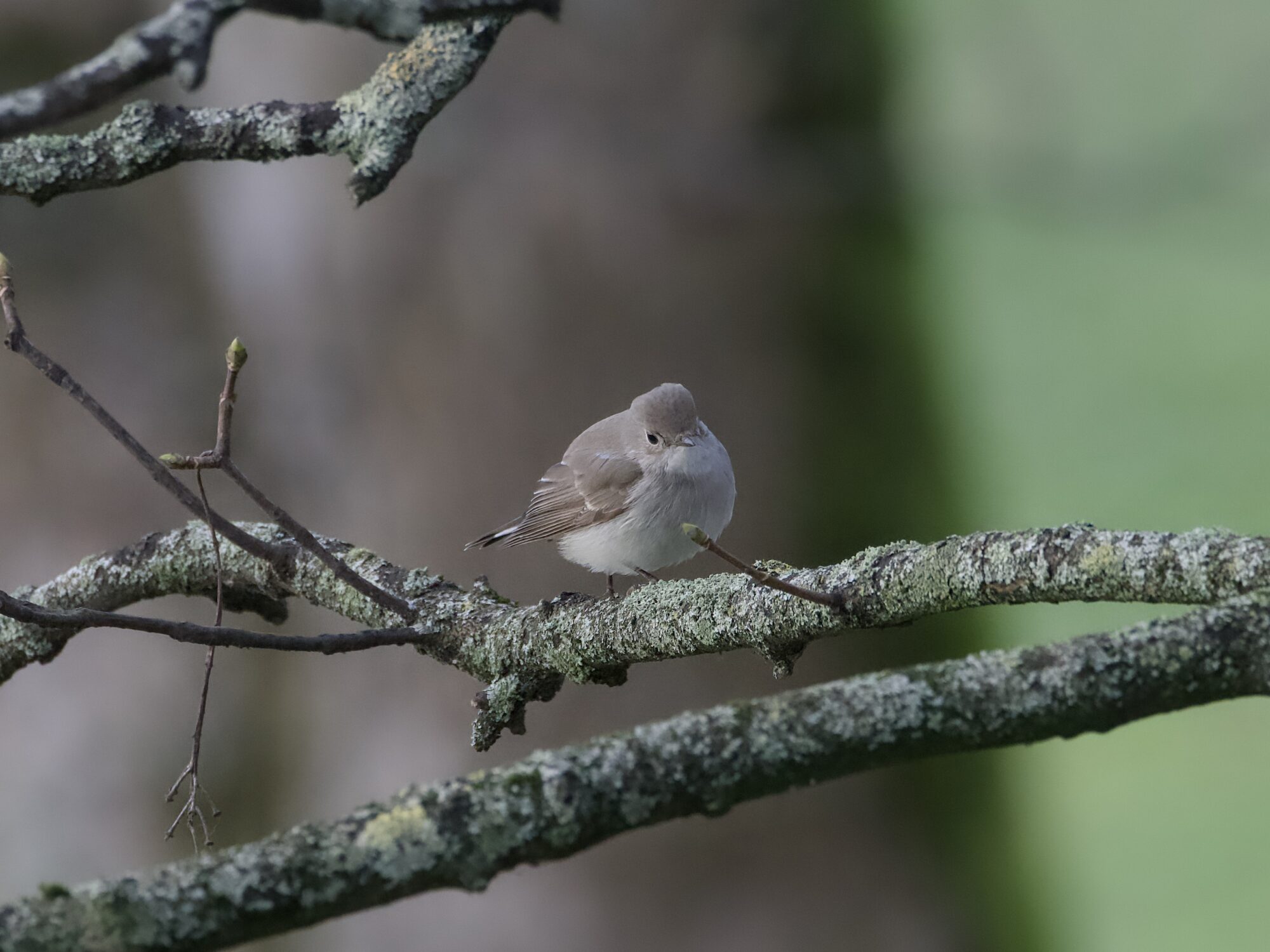 A Taiga Flycatcher -- a little light brown bird with a paler belly, white butt and mostly black tail -- is in a tree and looking in my general direction