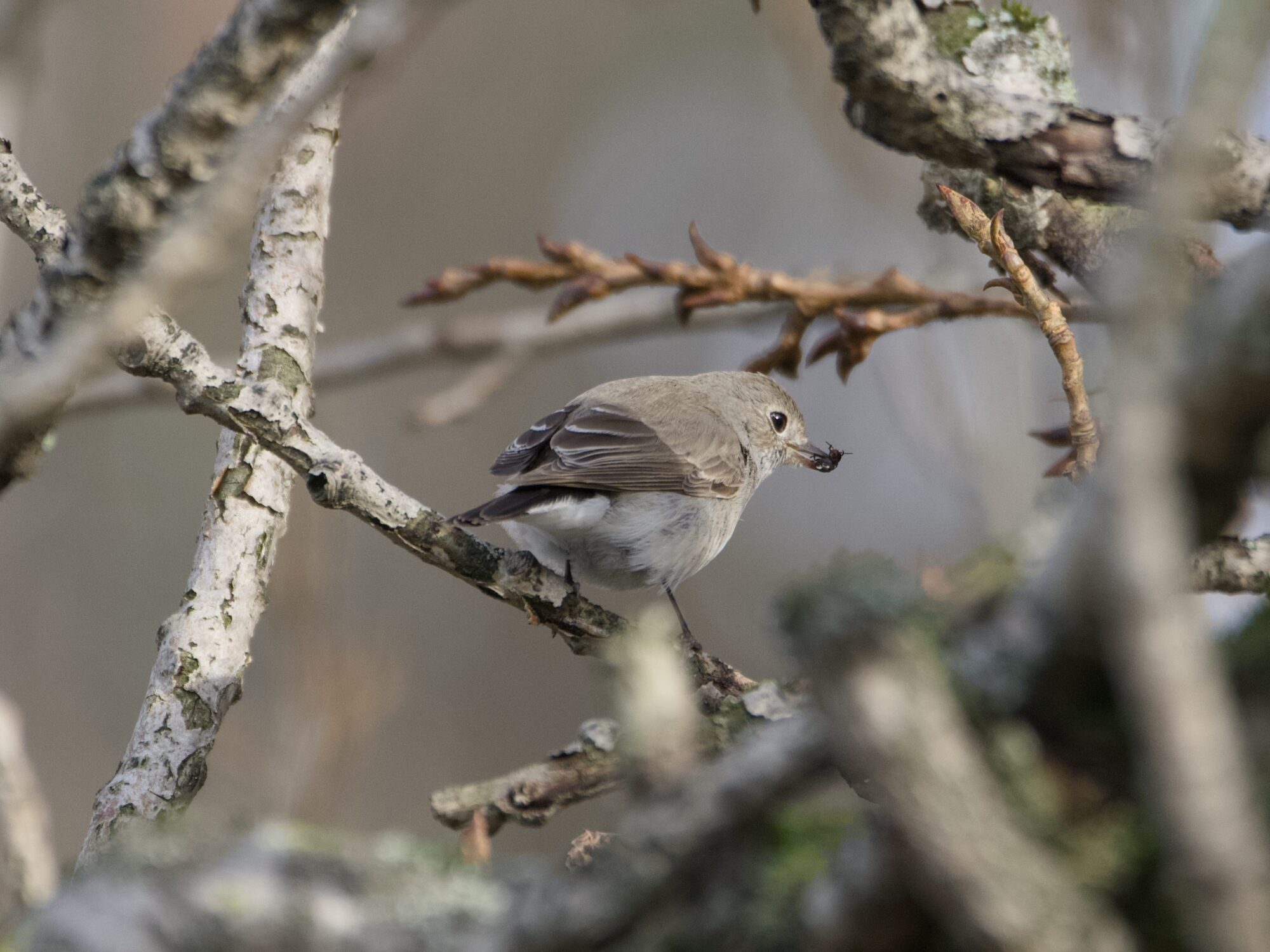 A Taiga Flycatcher -- a little light brown bird with a paler belly, white butt and mostly black tail -- is up in a tree with a fly in its beak