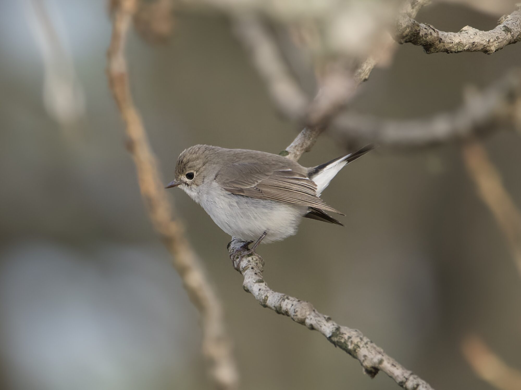 A Taiga Flycatcher -- a little light brown bird with a paler belly, white butt and mostly black tail -- is in a tree, and seen in profile