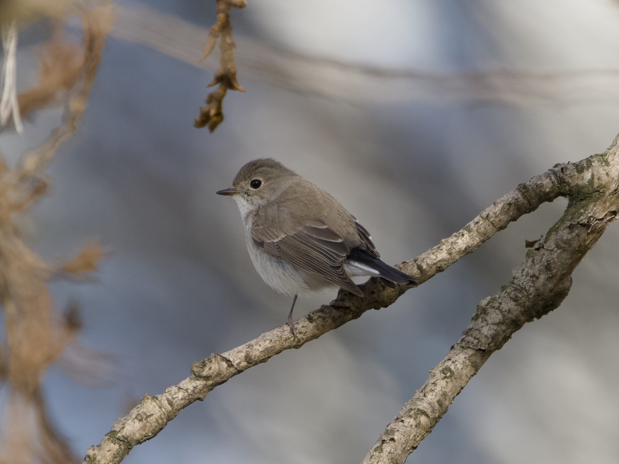 A Taiga Flycatcher -- a little light brown bird with a paler belly, white butt and mostly black tail -- is in a tree and seen mostly with its back to us, looking to one side