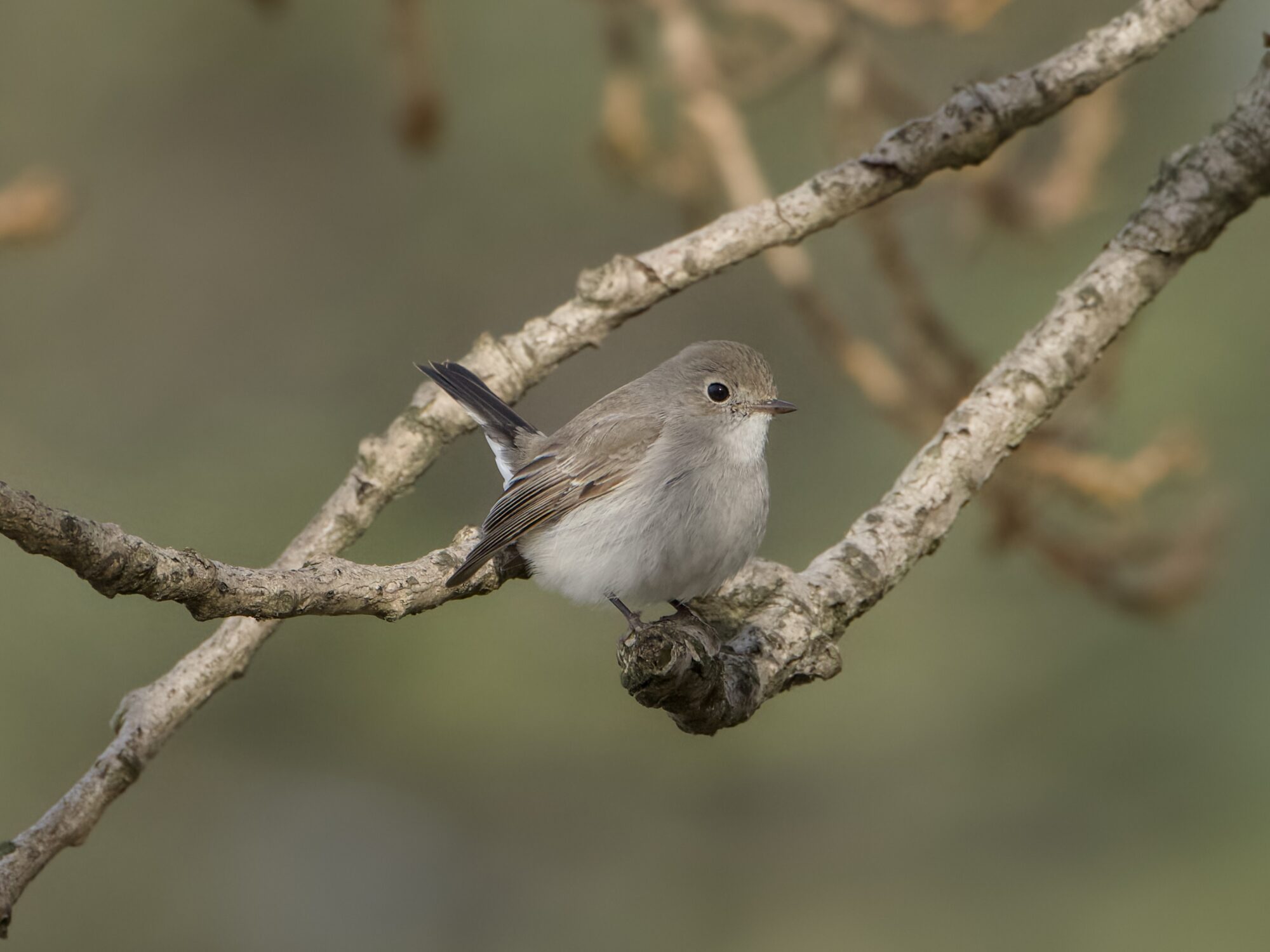 A Taiga Flycatcher -- a little light brown bird with a paler belly, white butt and mostly black tail -- is in a tree and mostly facing us
