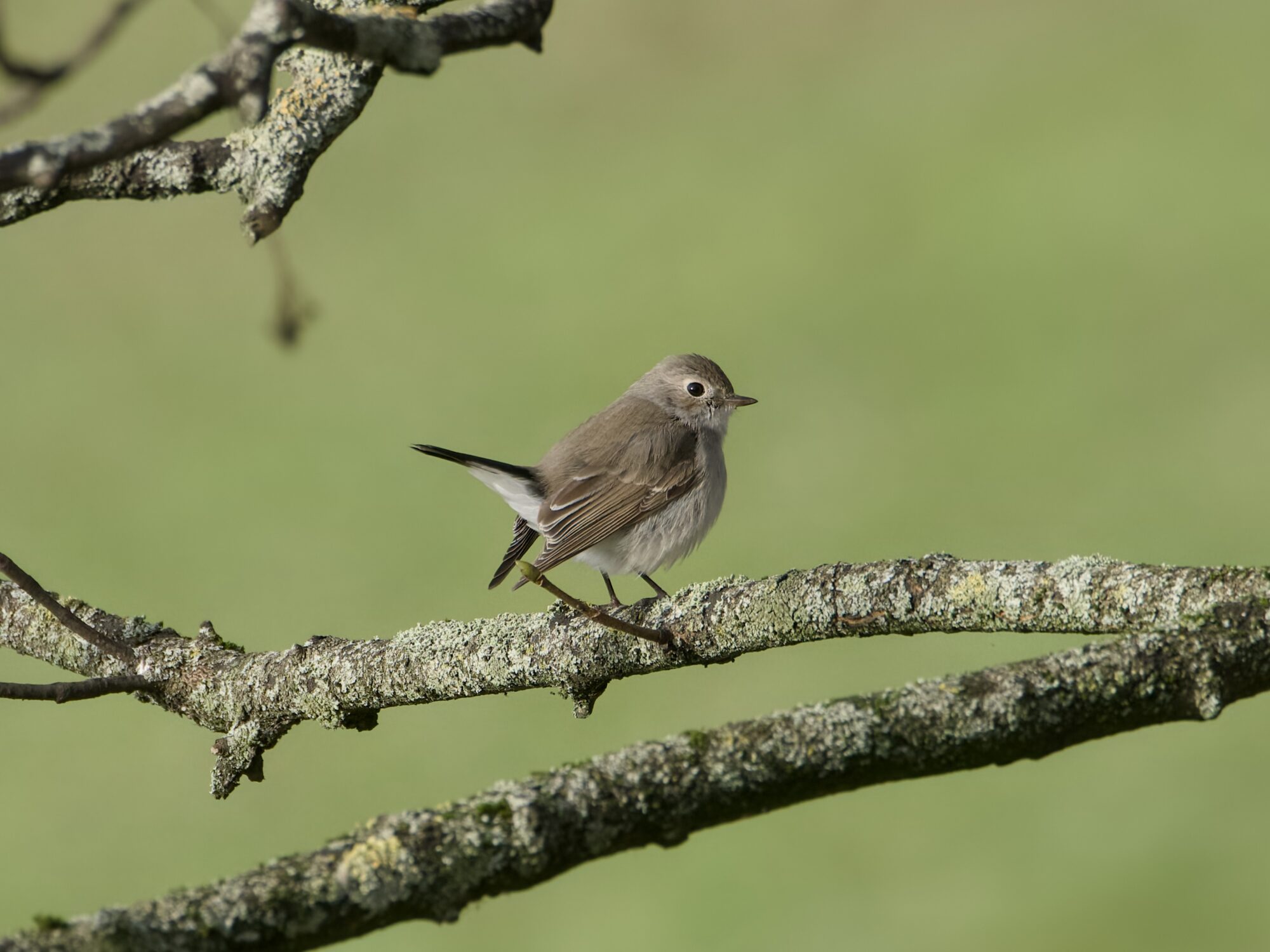 A Taiga Flycatcher -- a little light brown bird with a paler belly, white butt and mostly black tail -- is in a tree against a solid green background, in profile