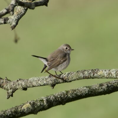 A Taiga Flycatcher -- a little light brown bird with a paler belly, white butt and mostly black tail -- is in a tree against a solid green background, in profile