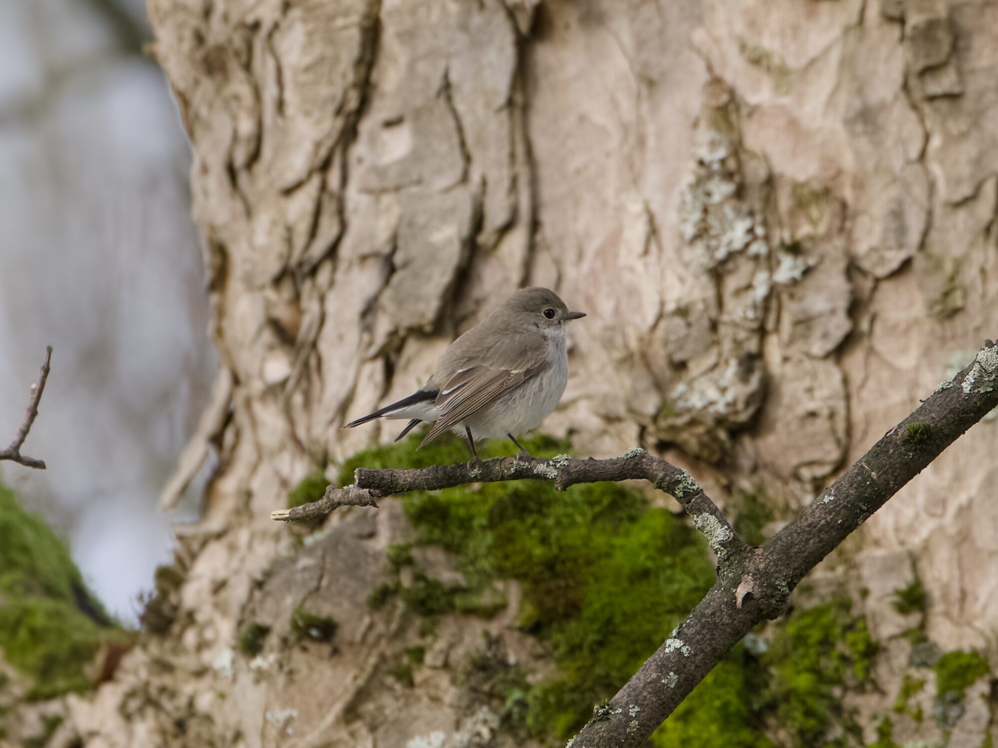 A Taiga Flycatcher -- a little light brown bird with a paler belly, white butt and mostly black tail -- up a tree