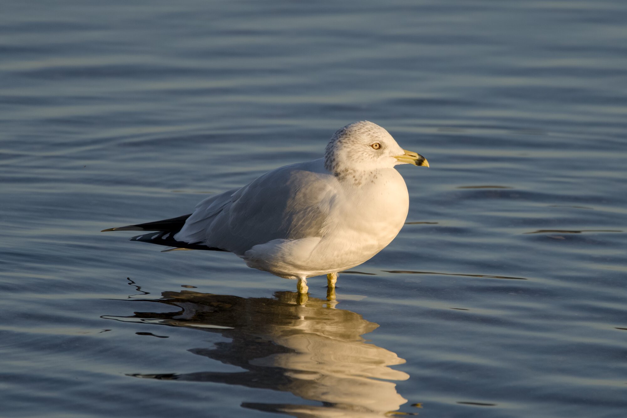 A RIng-billed Gull is standing in shallow water, watching the sunset