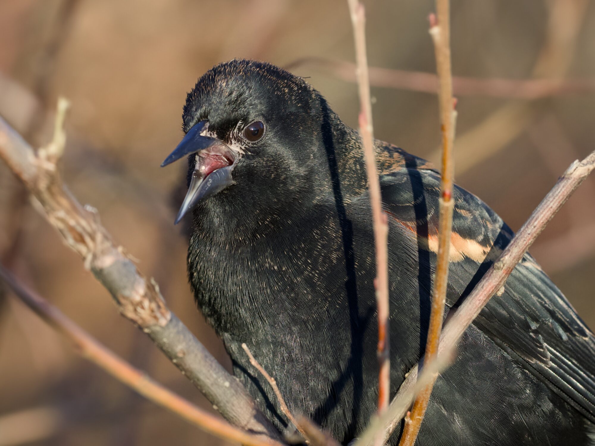 Closeup of a male Red-winged Blackbird calling. You cal see right into its bright pink mouth