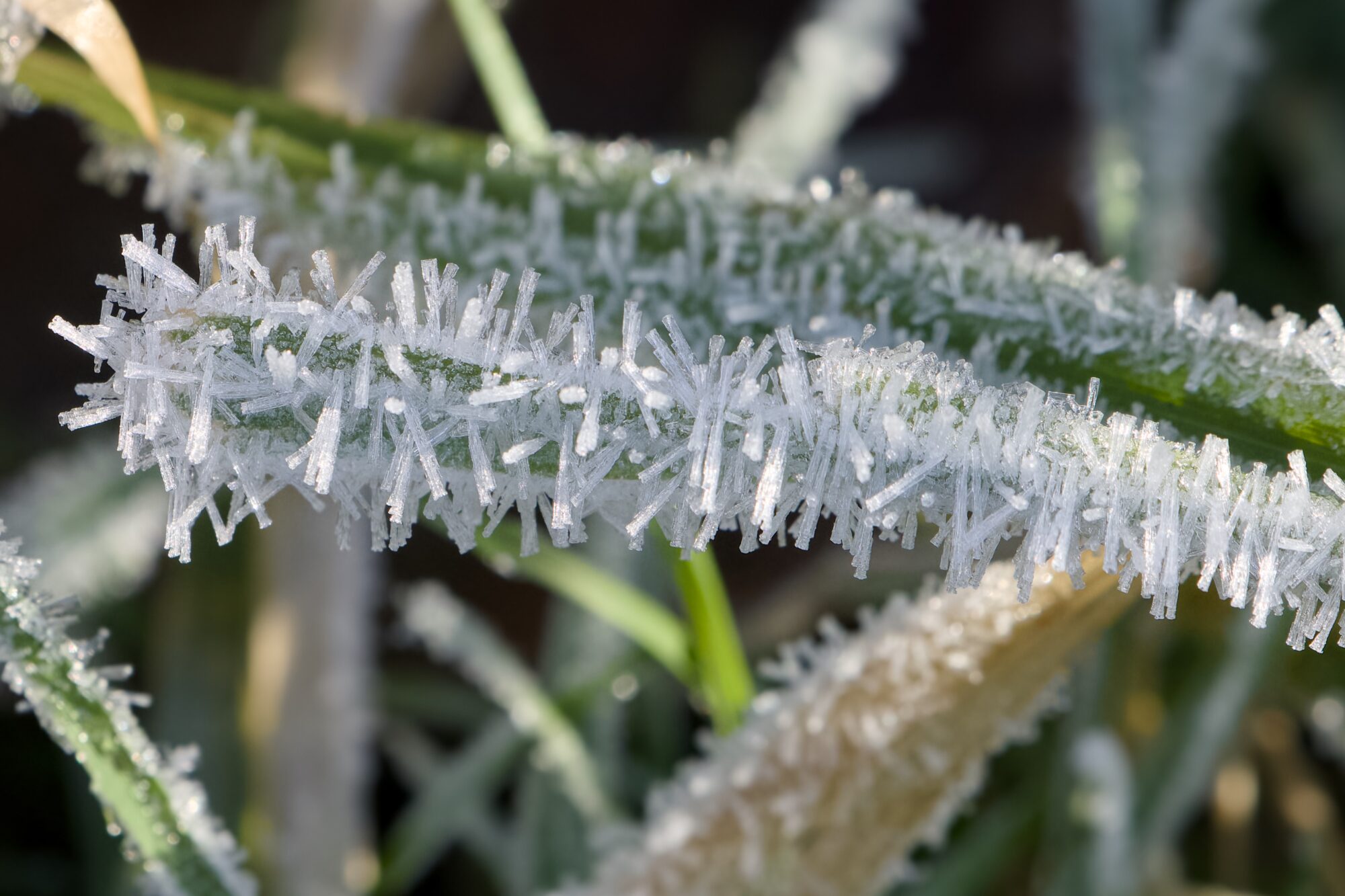 A green branch covered in frost crystals