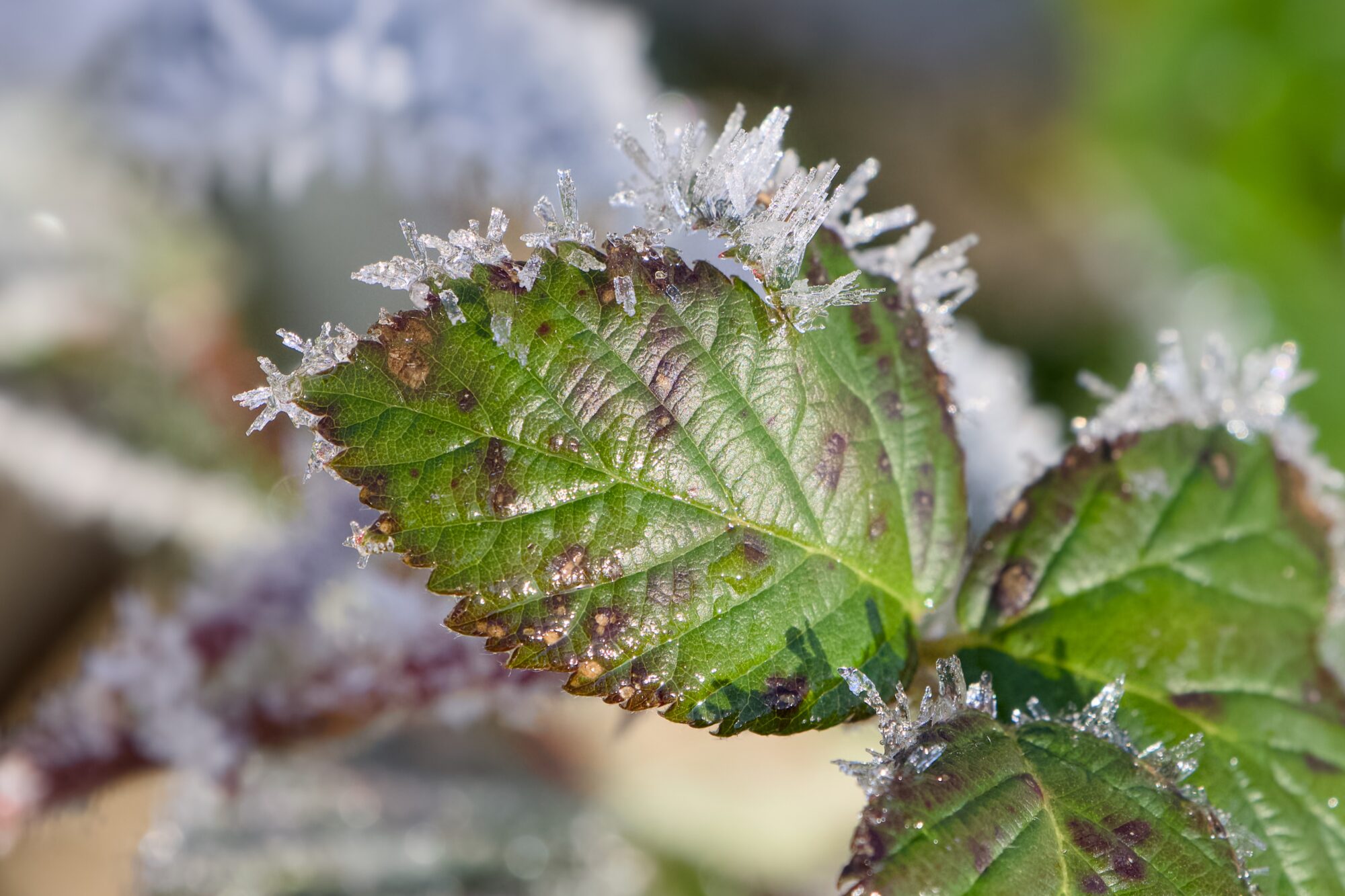 An oval-ish leaf ringed by frost