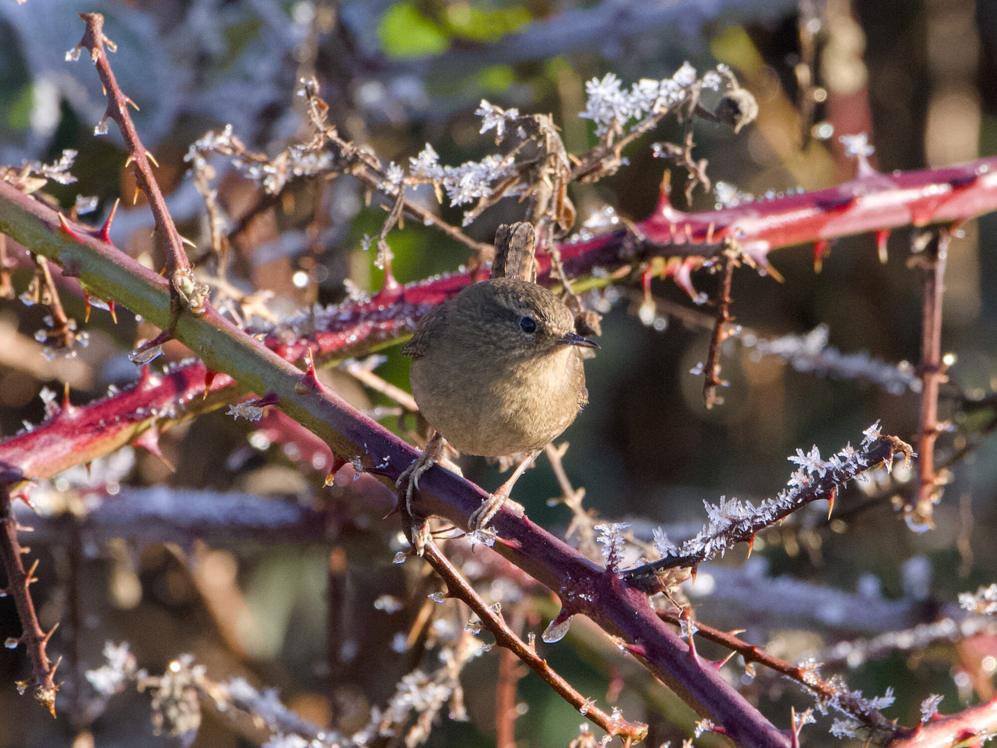 A Marsh Wren in bright sunlight, in a bush with reddish frosty branches