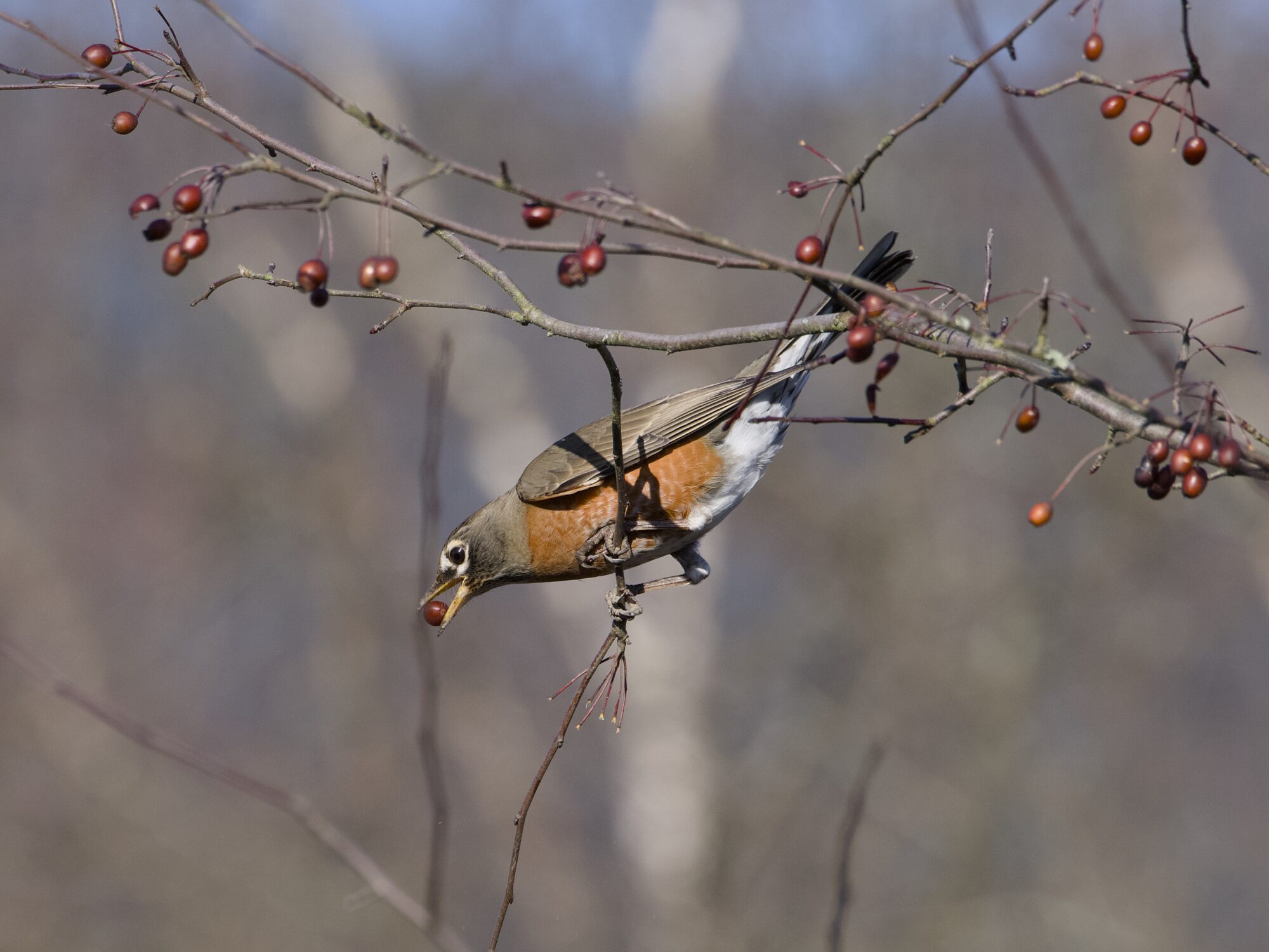 An American Robin up in a tree, head down and grabbing a small red berry in its beak