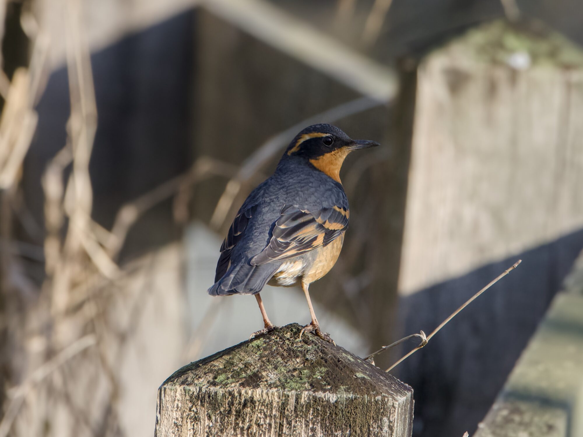 A male Varied Thrush standing on a wooden post, partly in the shade