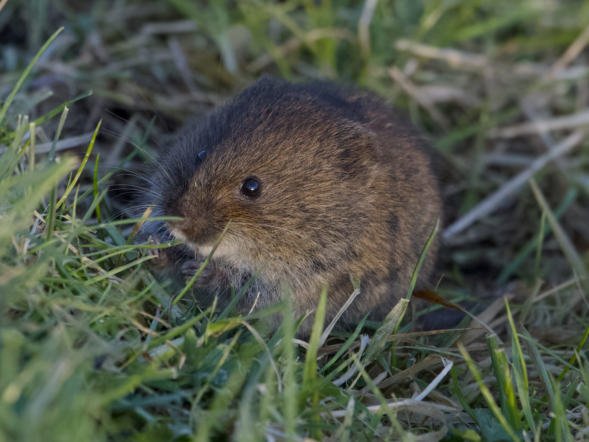 Closeup of a little round and brown rodent in the grass. Its eyes are beady and black, and its ears are tiny