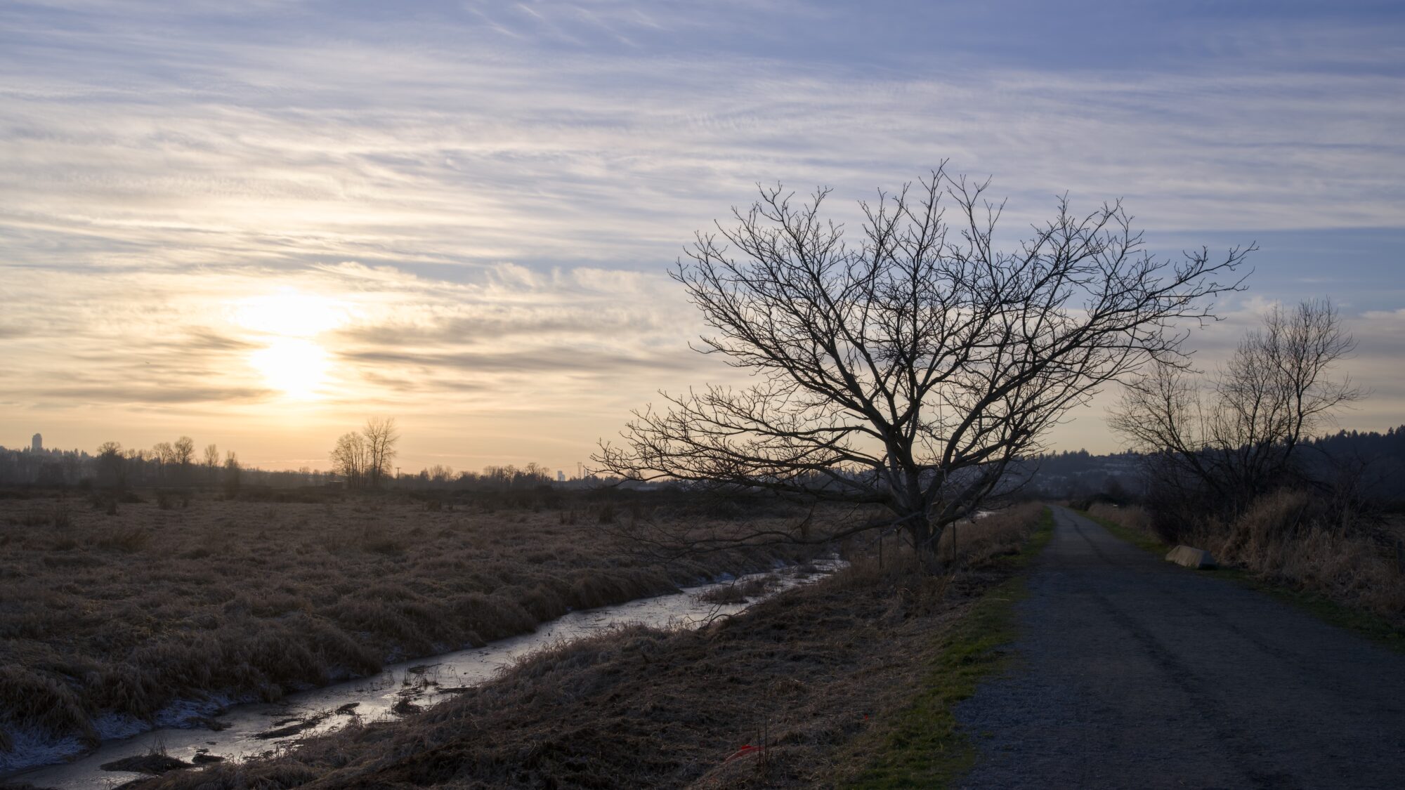 A sunset landscape. On the left is the setting sun, made a bit wibbly by faint clouds. On the right are a few bare trees reaching out