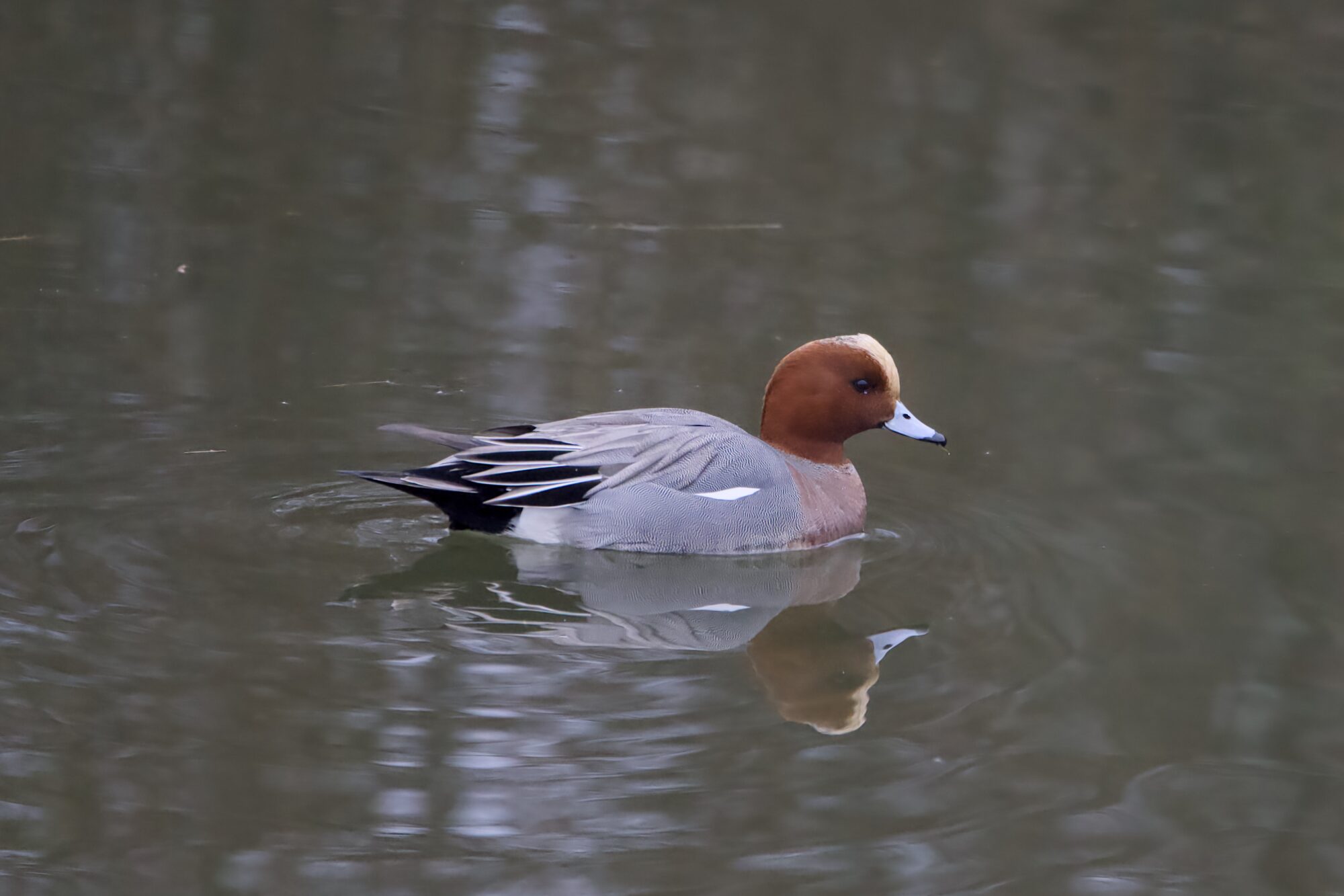 A Eurasian Wigeon male in the water