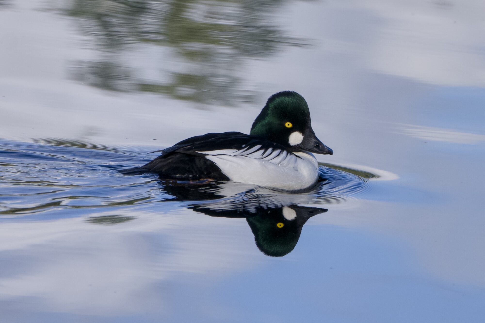 a male Common Goldeneye gliding along on the water. The water is fairly still, reflecting blue sky and white clouds 
