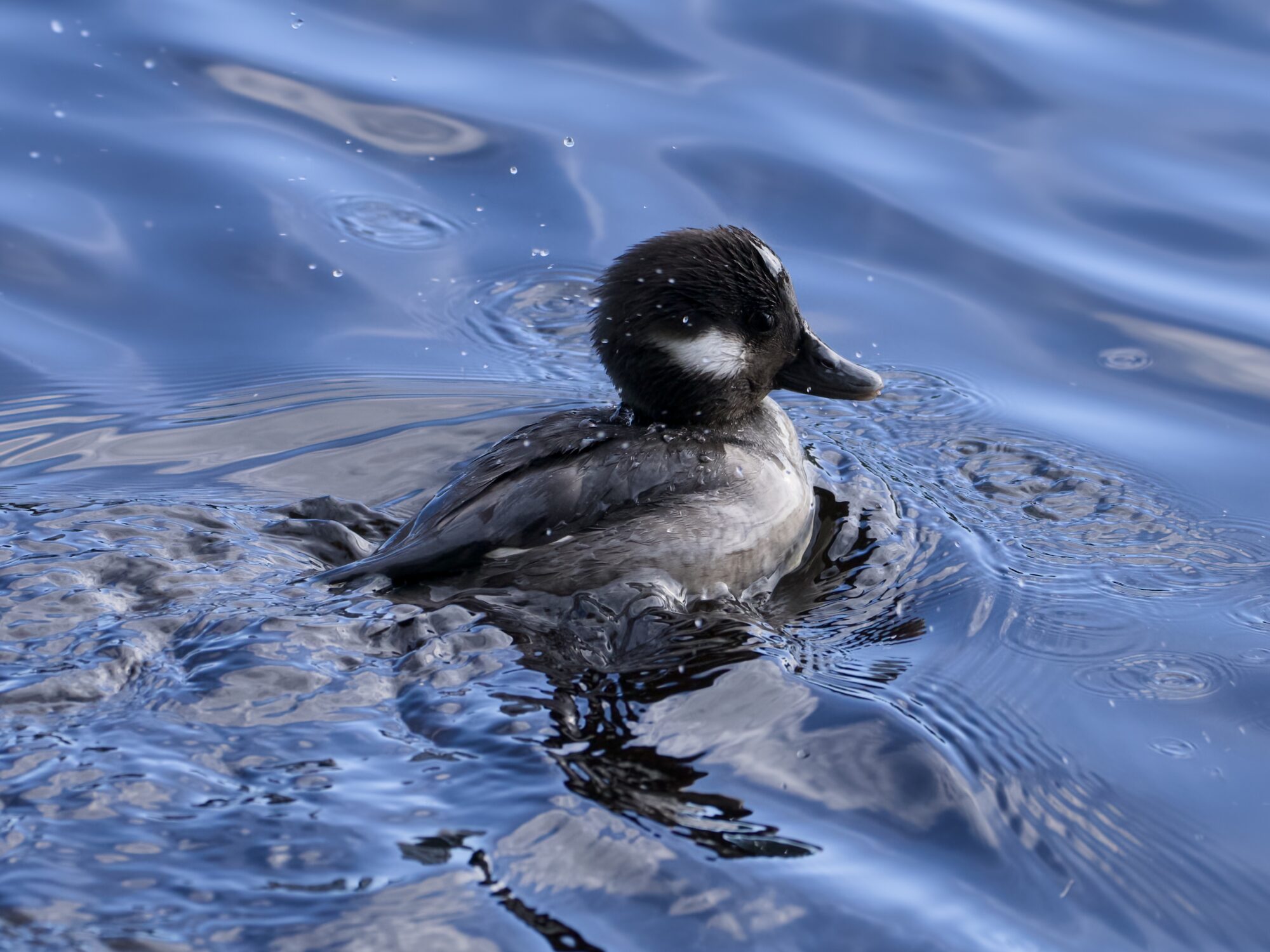 A female Bufflehead on very blue water. There are ripples around and a wake behind her. Also, a lot of little water droplets shaking off her