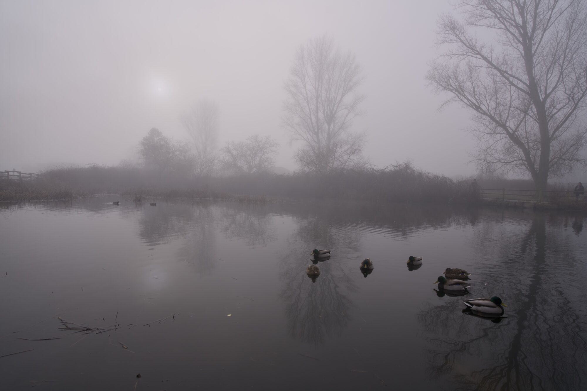 A pond with a few Mallard ducks, all grey in the fog with bare trees and a low sun