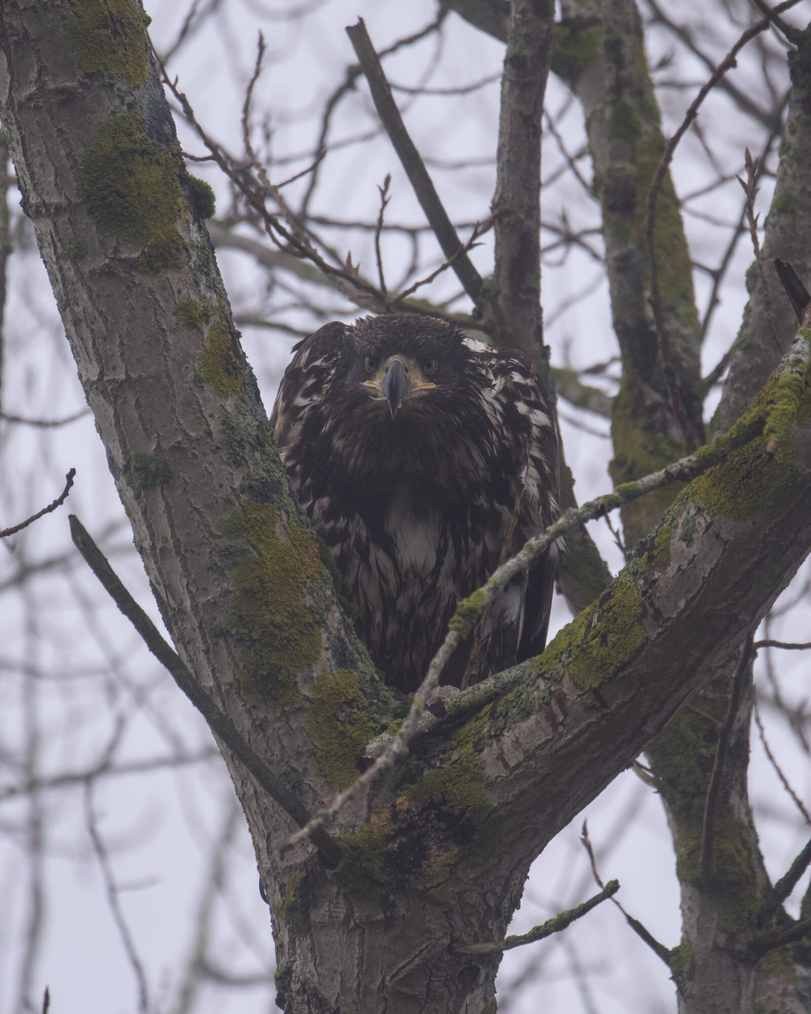 An immature Bald Eagle up in a tree, looking in our direction. The light is dim and foggy