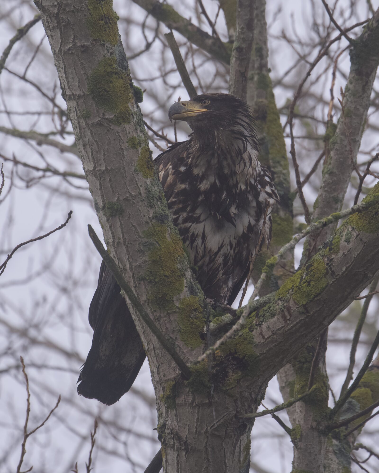 An immature Bald Eagle up in a tree, looking to one side. The light is dim and foggy