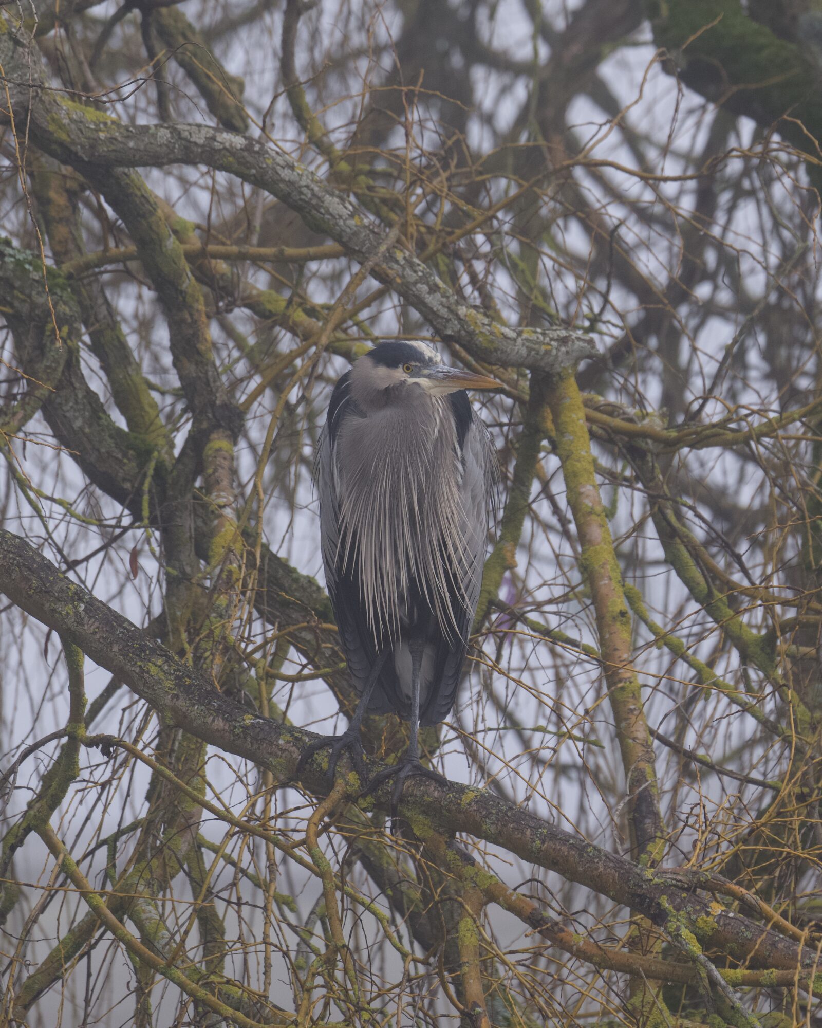 A Great Blue Heron in a tree, at about eye level. It is huddled against the surrounding fog