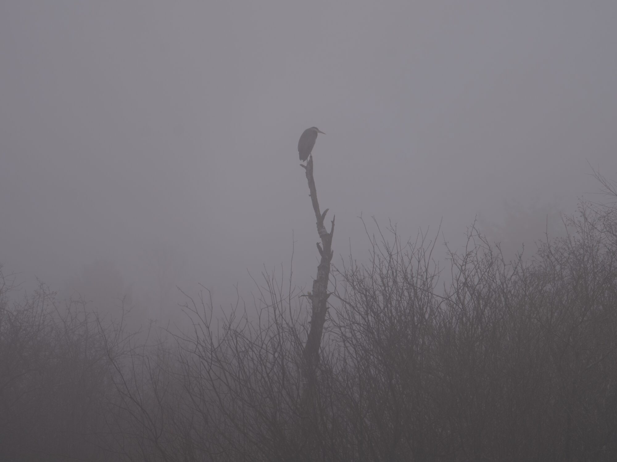 A Great Blue Heron on top of a lone bare tree, surrounded by a few shorter trees and a lot of fog