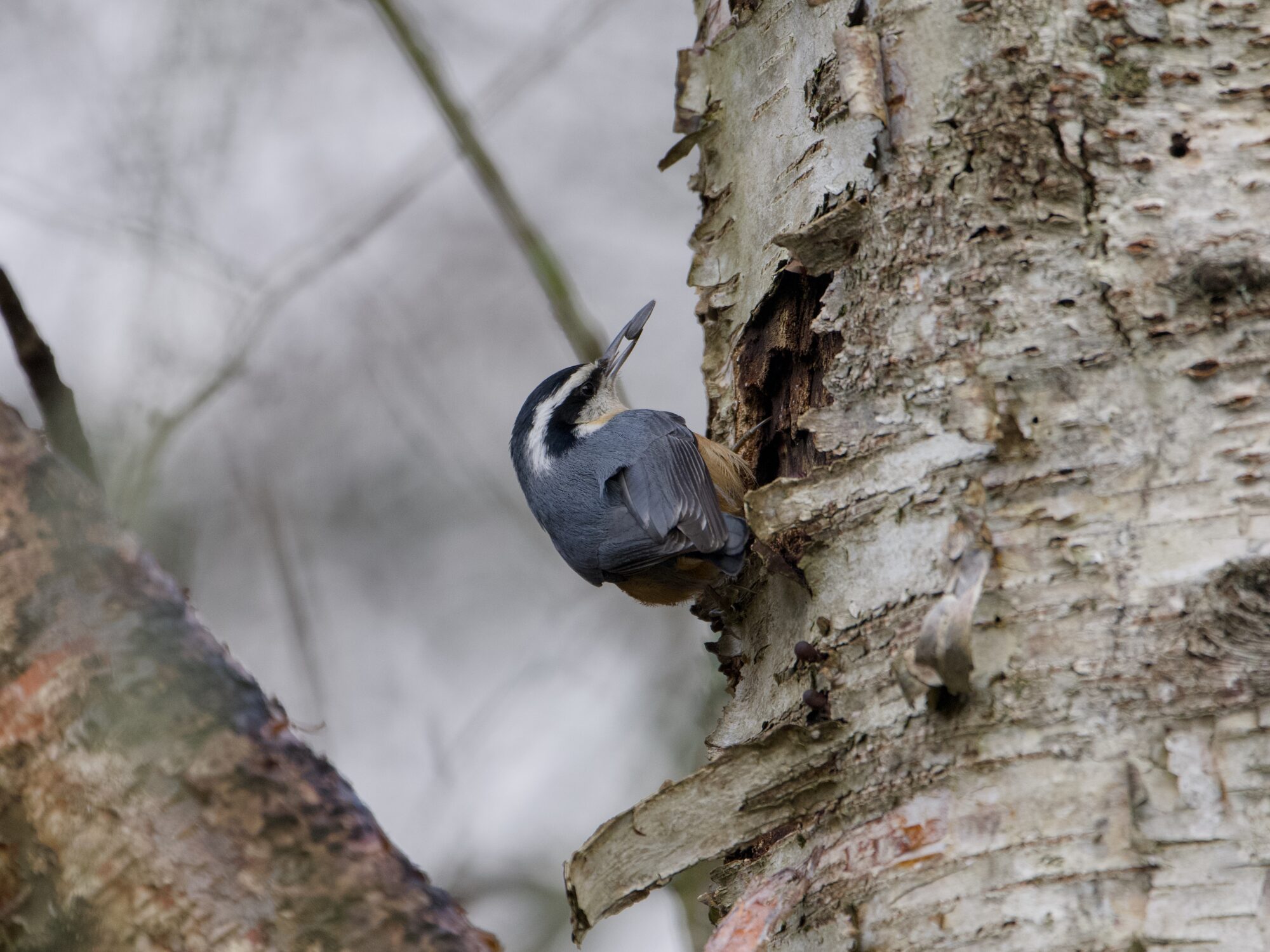 A Red-breasted Nuthatch up in a tree, holding a seed in its beak and looking at the trunk, probably about to cache it