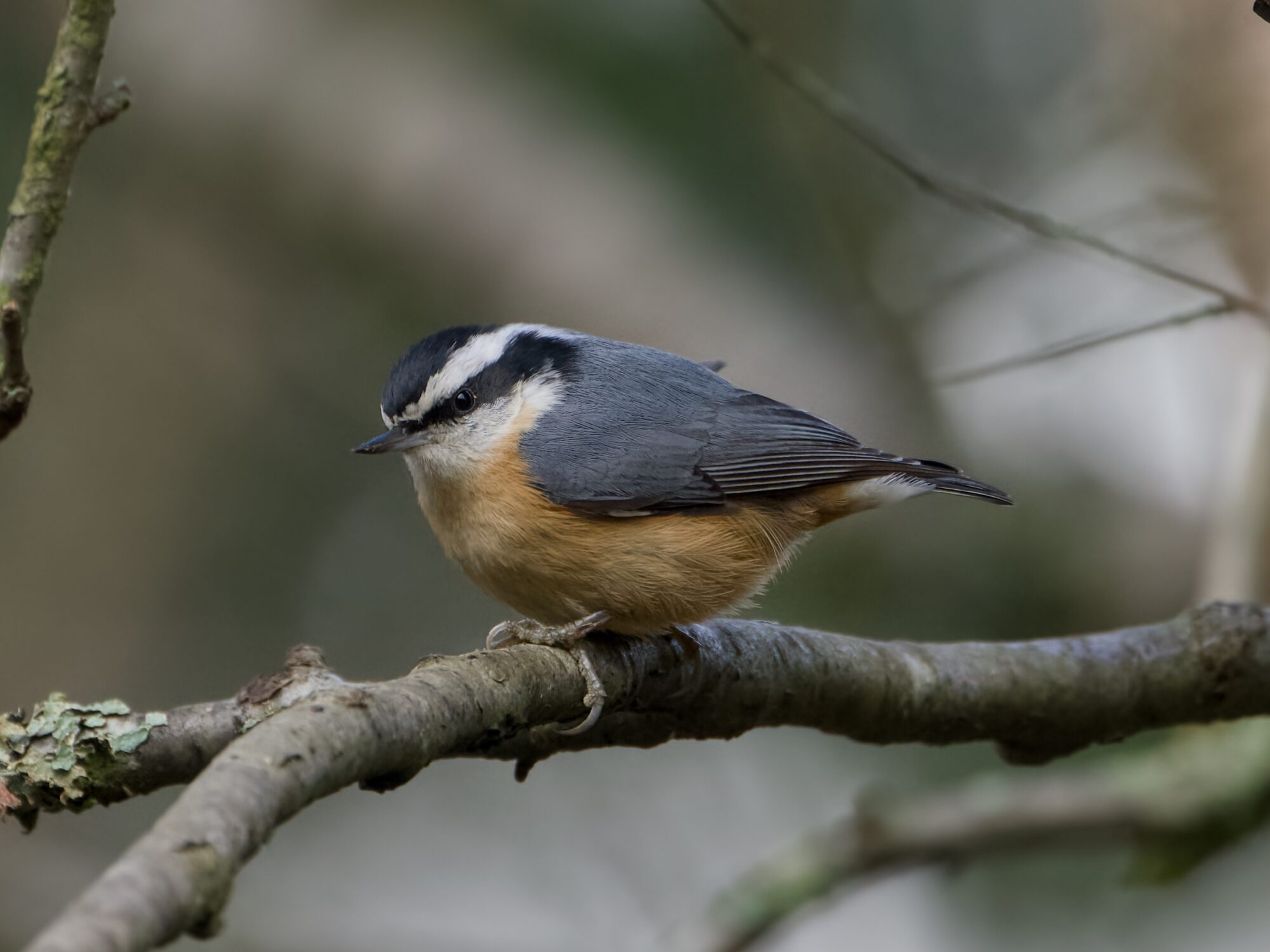 A Red-breasted Nuthatch on a branch