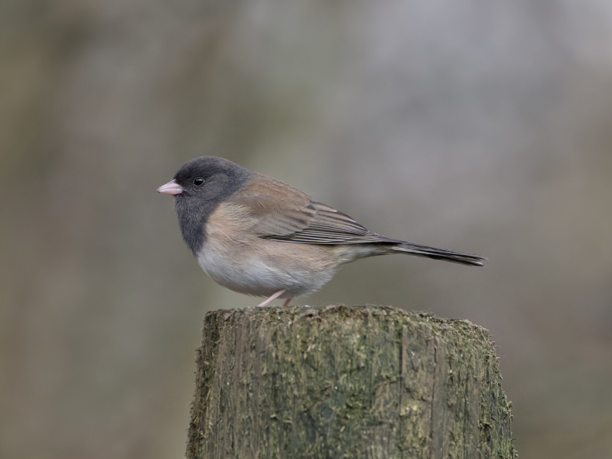 A Dark-eyed Junco on a wooden post, seen in profile. The background is grey and misty