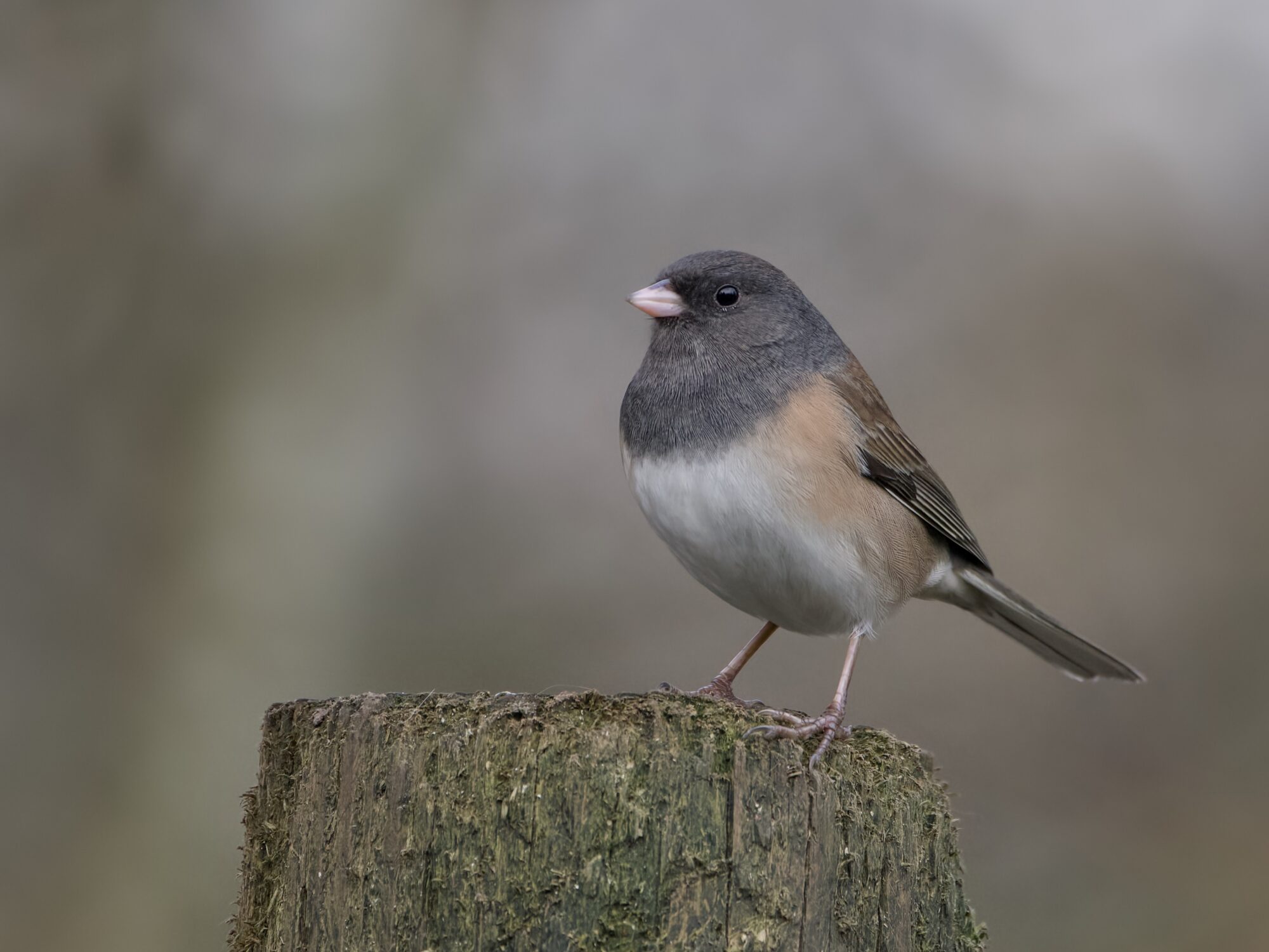 A Dark-eyed Junco on a wooden post. The background is grey and misty