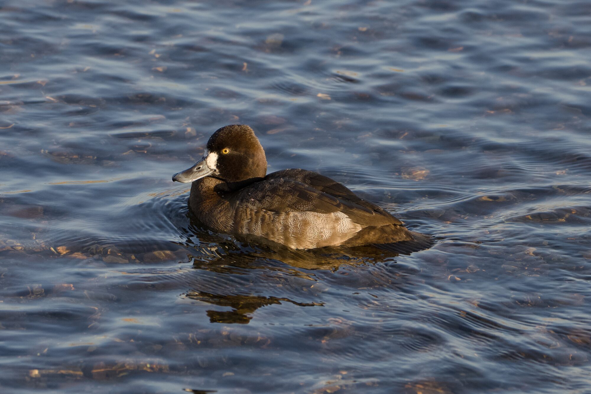 a female Lesser Scaup on the water, in golden afternoon light