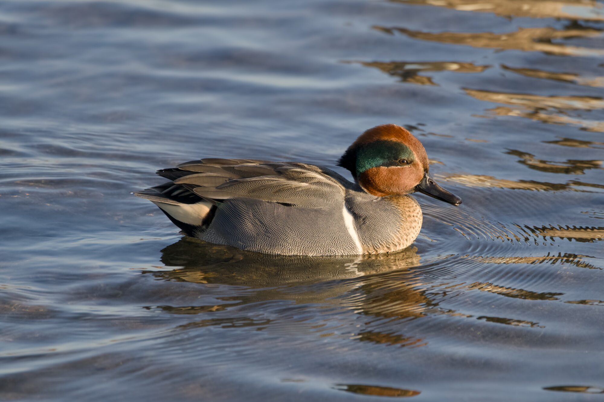 A male Green-winged Teal on the water, in golden afternoon light