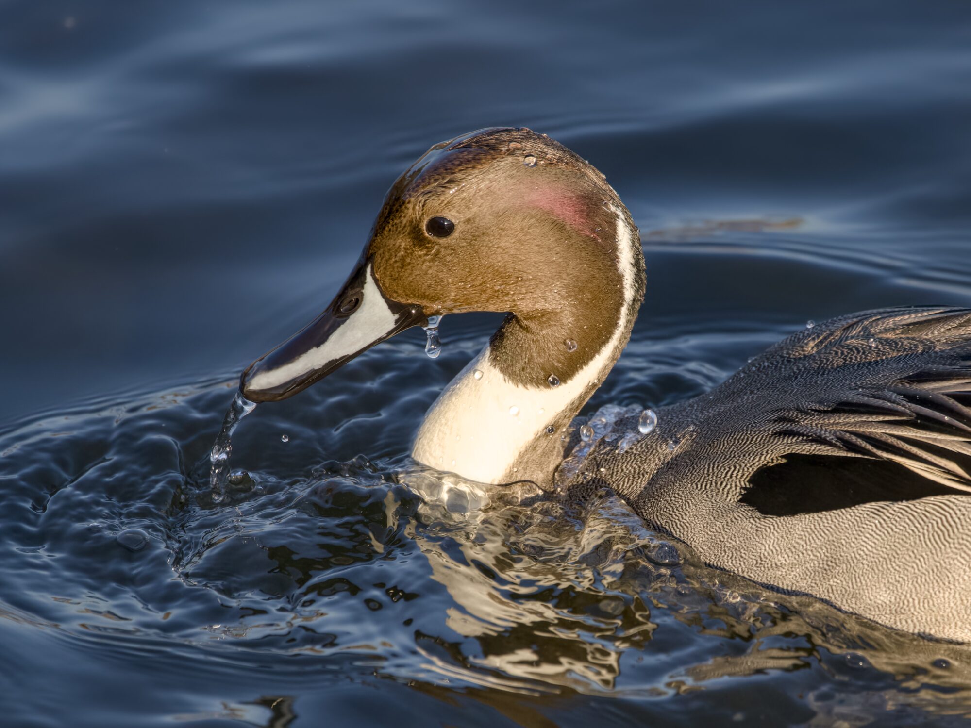 Closeup of a male Northern Pintail head and chest. He is on water, just raising his head from the water. Some drops are dripping from his bill and face