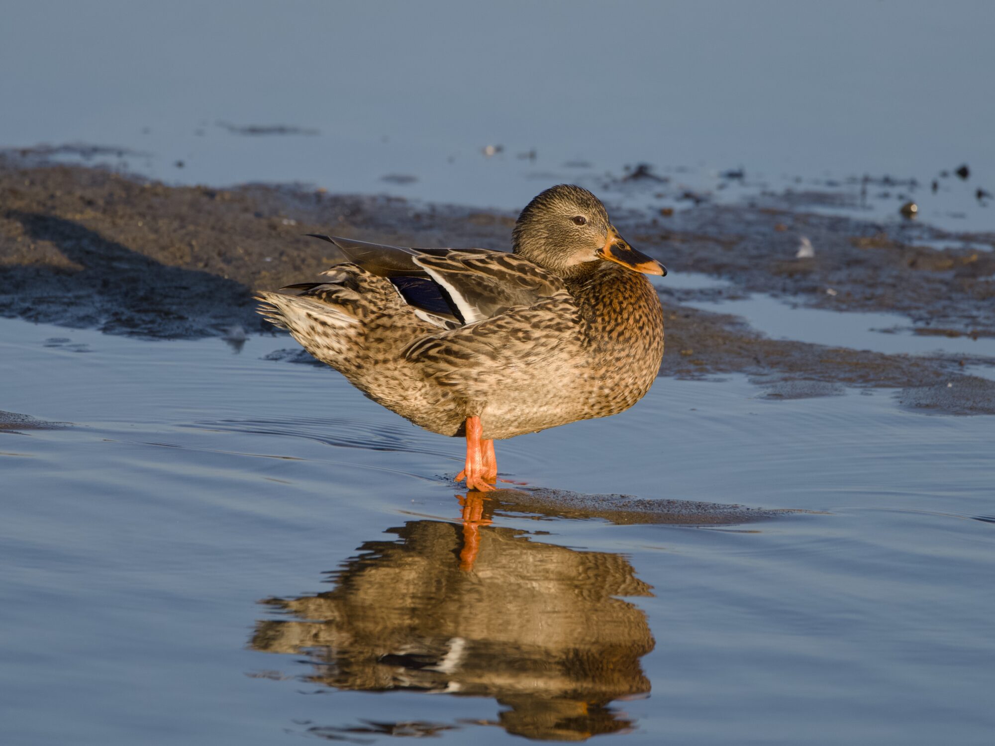 A female Mallard in shallow ankle-deep water. The light is very golden