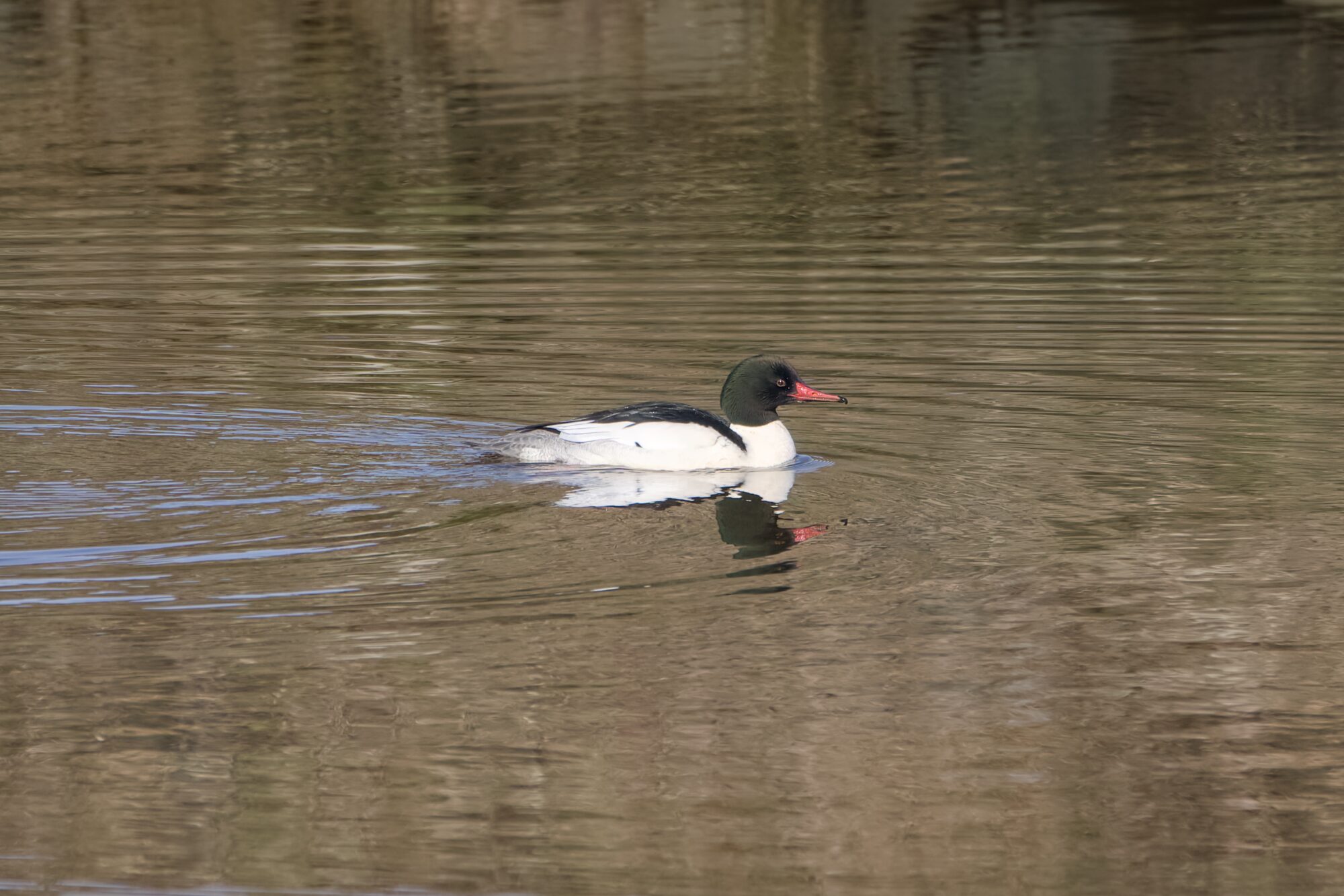 A male Common Merganser swimming in water reflecting a brownish bank