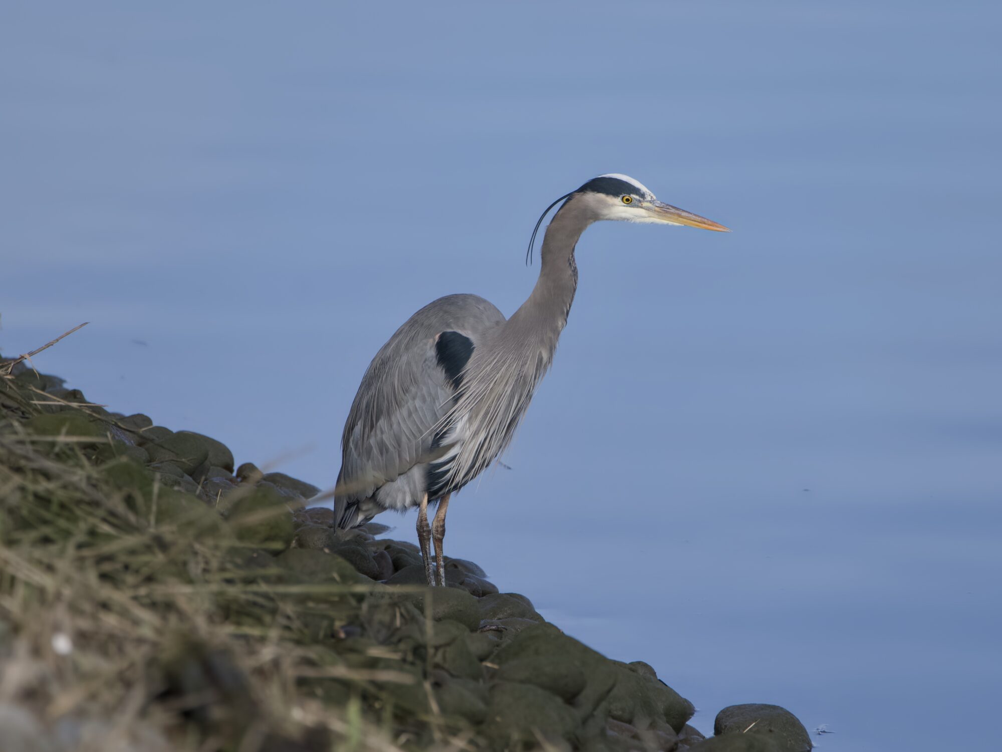 A Great Blue Heron by the side of a river, pensively looking at the water