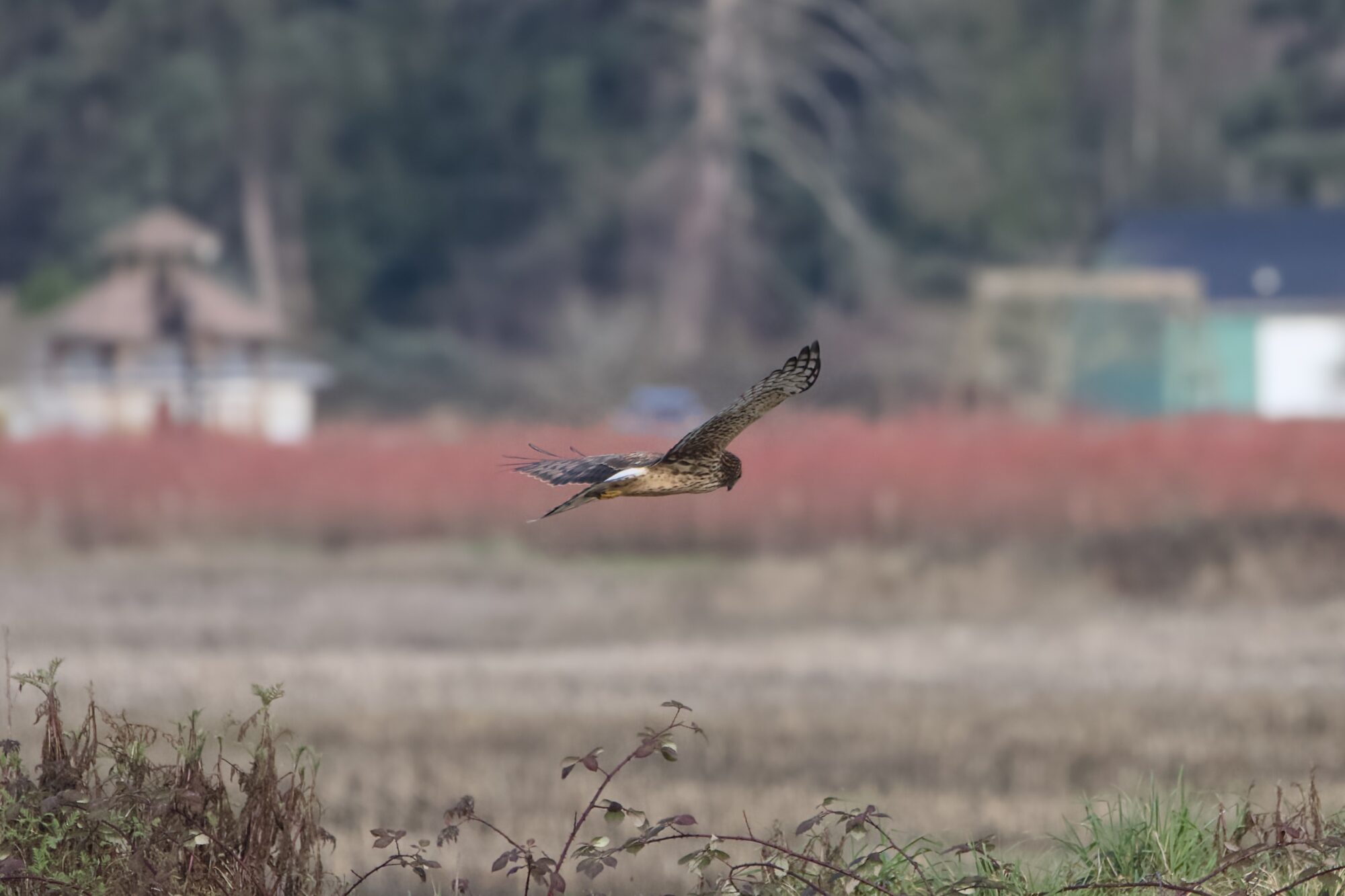 A Northern Harrier flying, with farmlands in the background