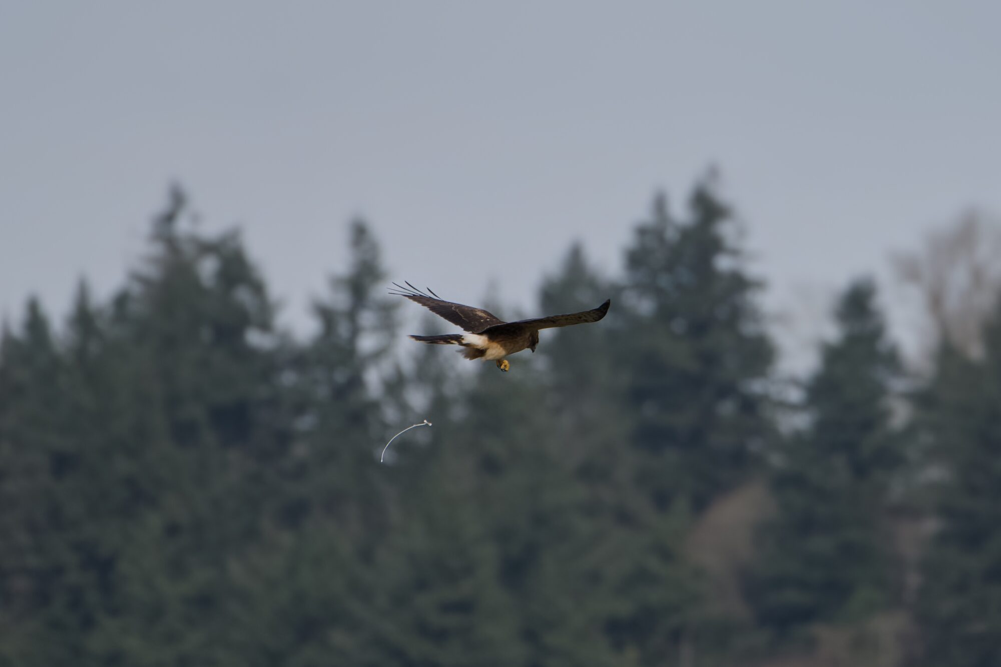 A Northern Harrier, with some trees in the background, dropping a little poop
