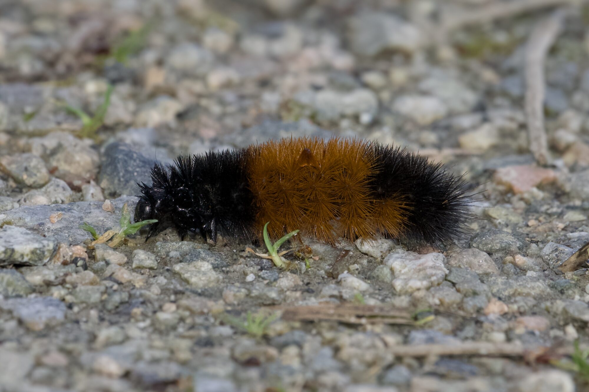 A woolly bear caterpillar on a gravelly trail