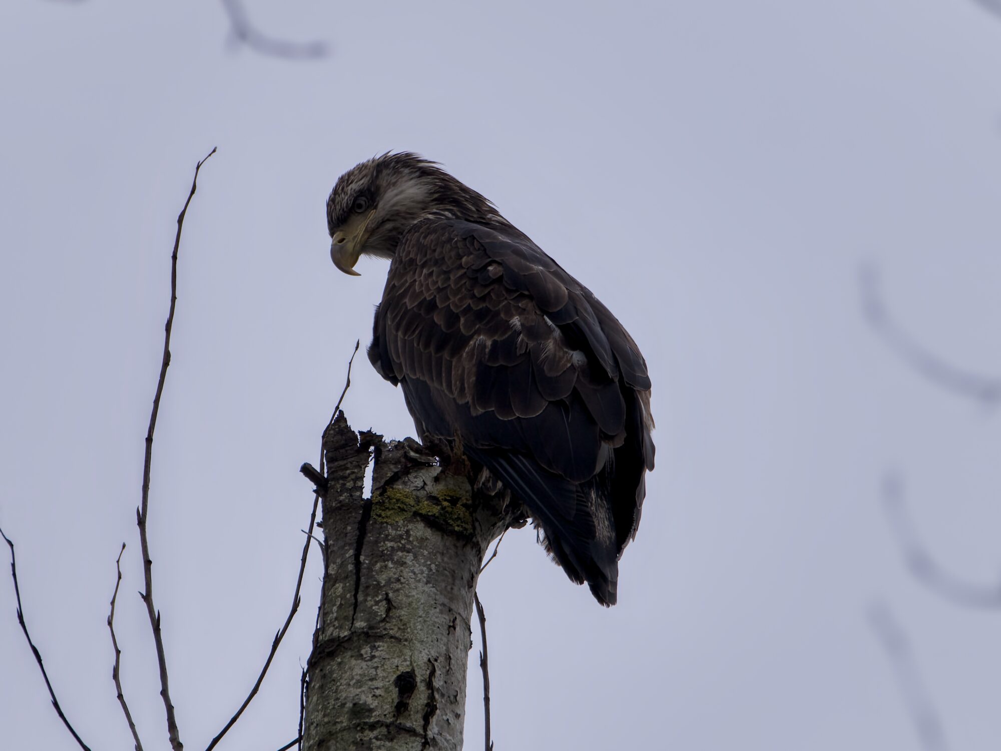 An immature Bald Eagle sitting on top of a stumpy tree, mostly in silhouette against the greyish sky